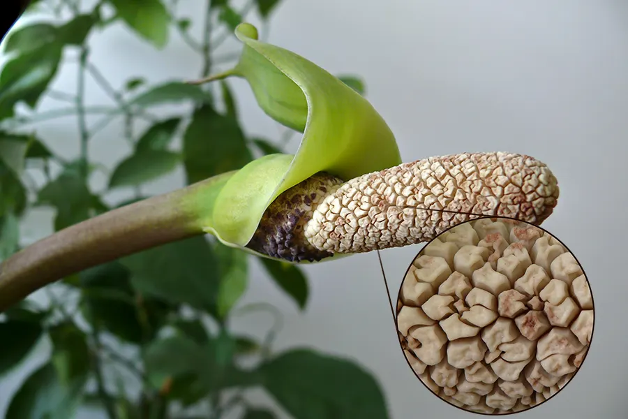 Zee Zee Plant (Zamioculcas Zamiifolia) — The Zamioculcas zamiifolia, commonly known as the ZZ plant, is an elegant, low-maintenance perennial; its, image 51