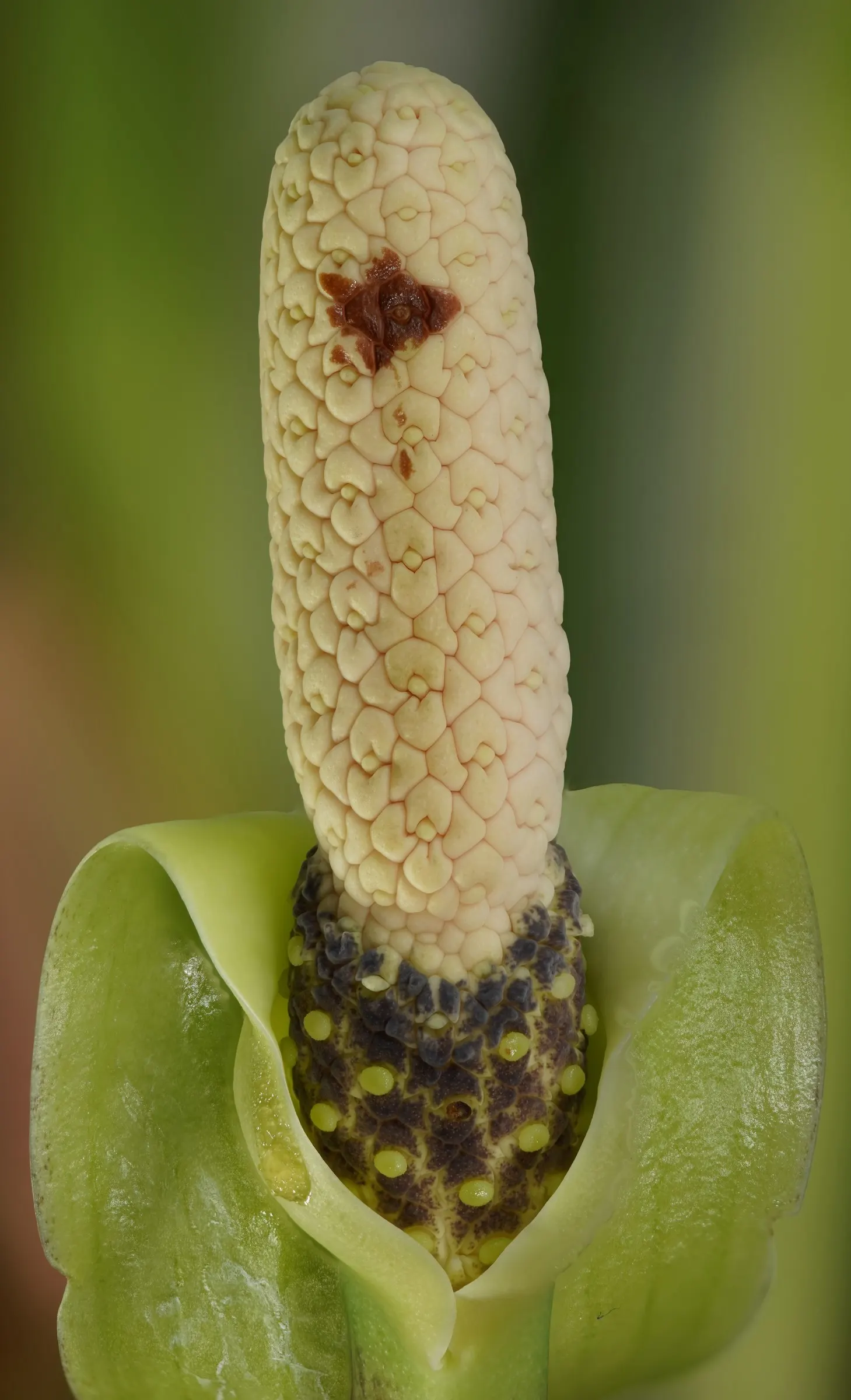 Zee Zee Plant (Zamioculcas Zamiifolia) — It prefers indirect light but can tolerate low light areas