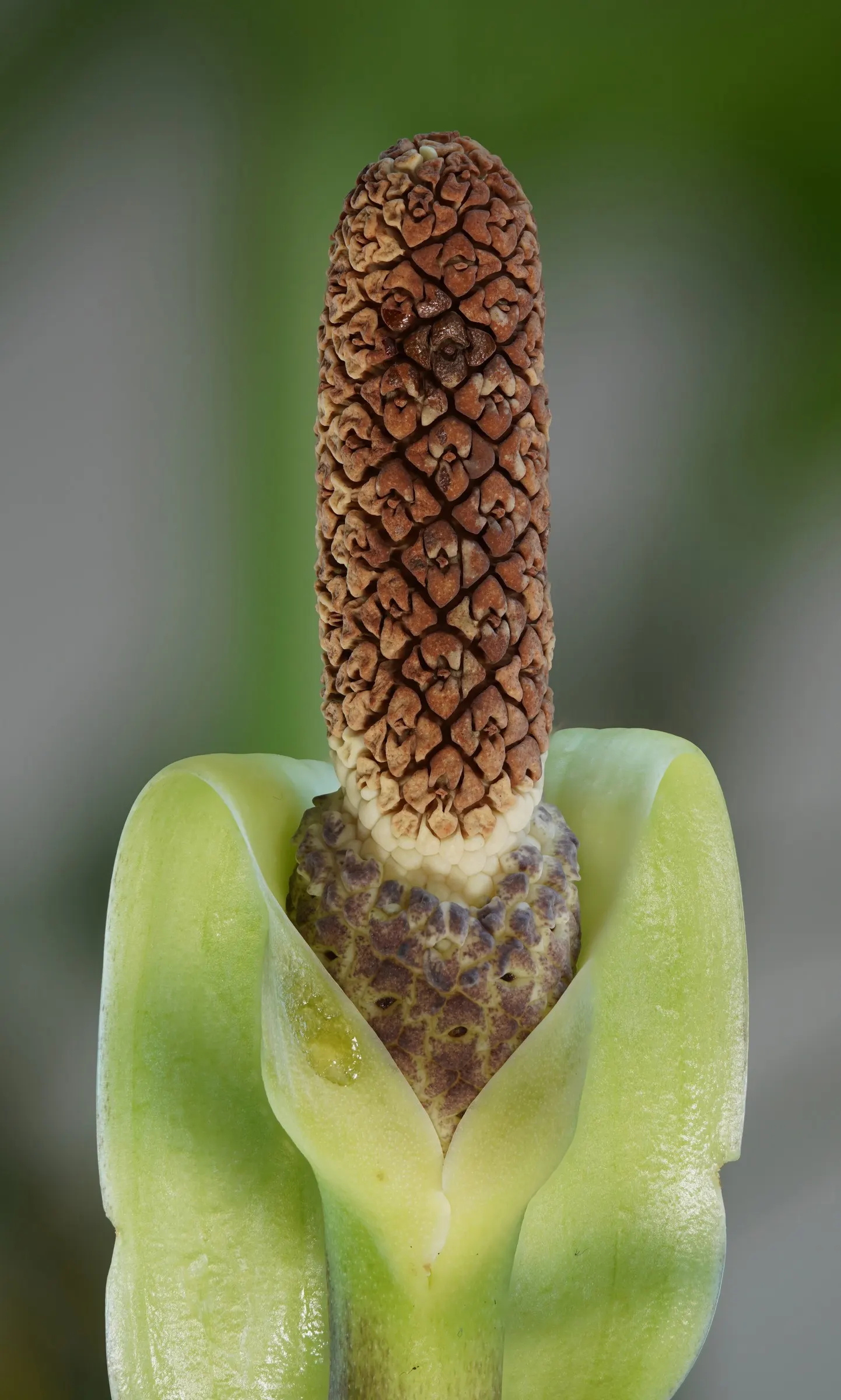Zee Zee Plant (Zamioculcas Zamiifolia) — typically ranging from 3 to 6 inches in length
