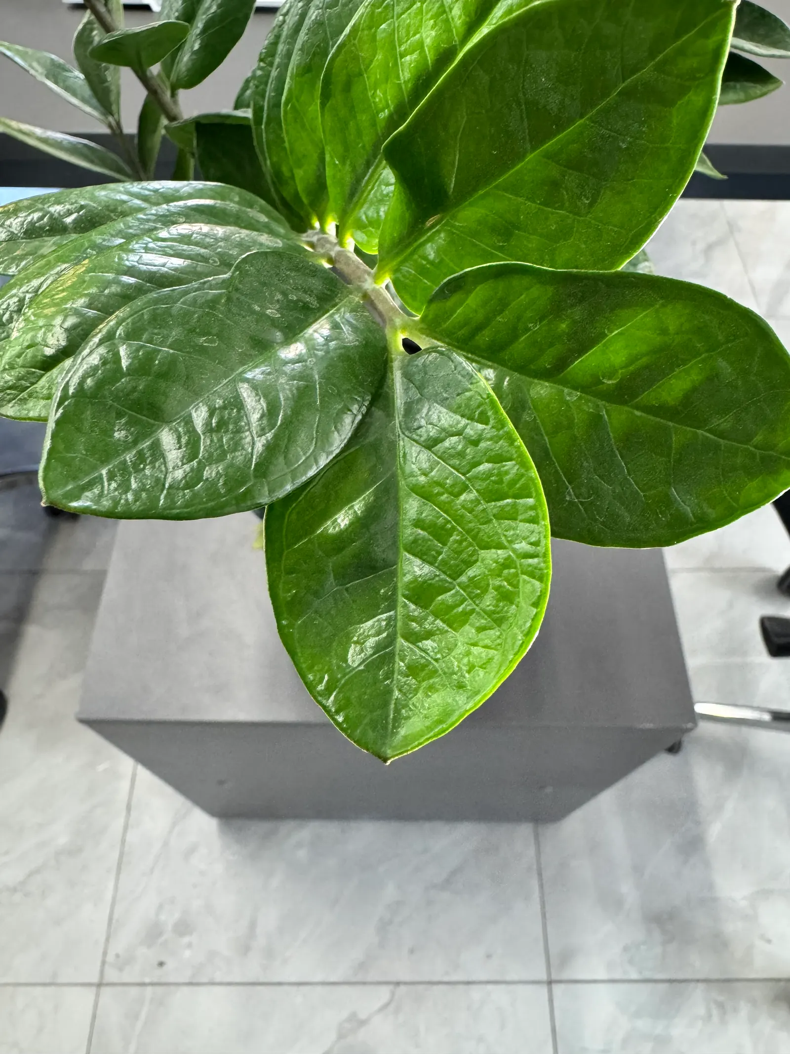 Zee Zee Plant (Zamioculcas Zamiifolia) — embodying resilience and exotic grace in a modern landscape design
