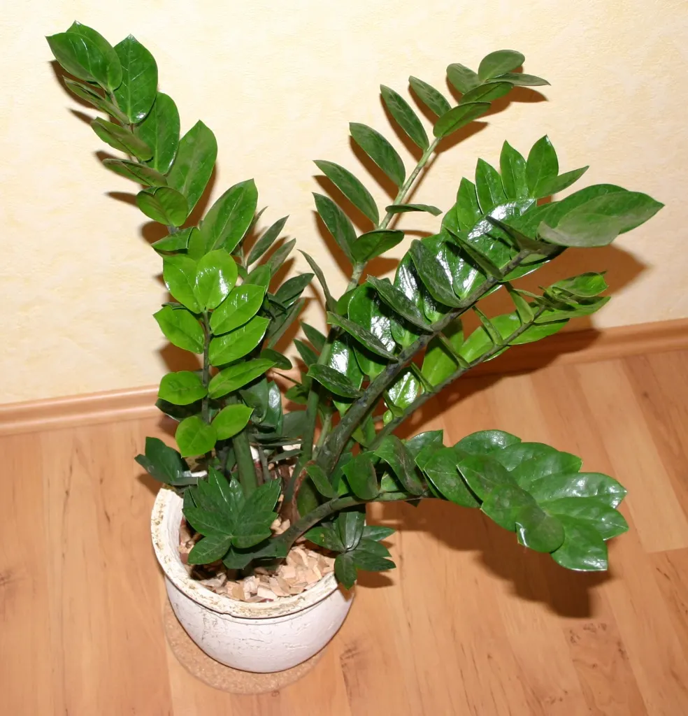 Zee Zee Plant (Zamioculcas Zamiifolia) — as the plant is more susceptible to overwatering than underwatering.<br><br>With its ease of care; plant in, image 69
