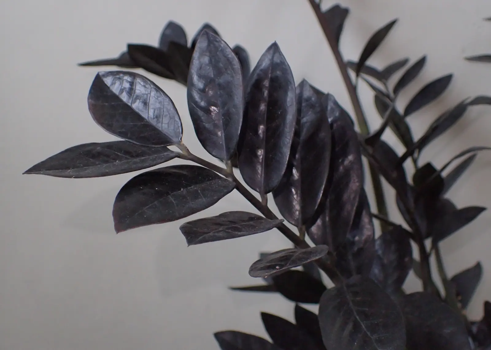 Zee Zee Plant (Zamioculcas Zamiifolia) — Plant in well-draining soil and allow the soil to dry between waterings for optimal health