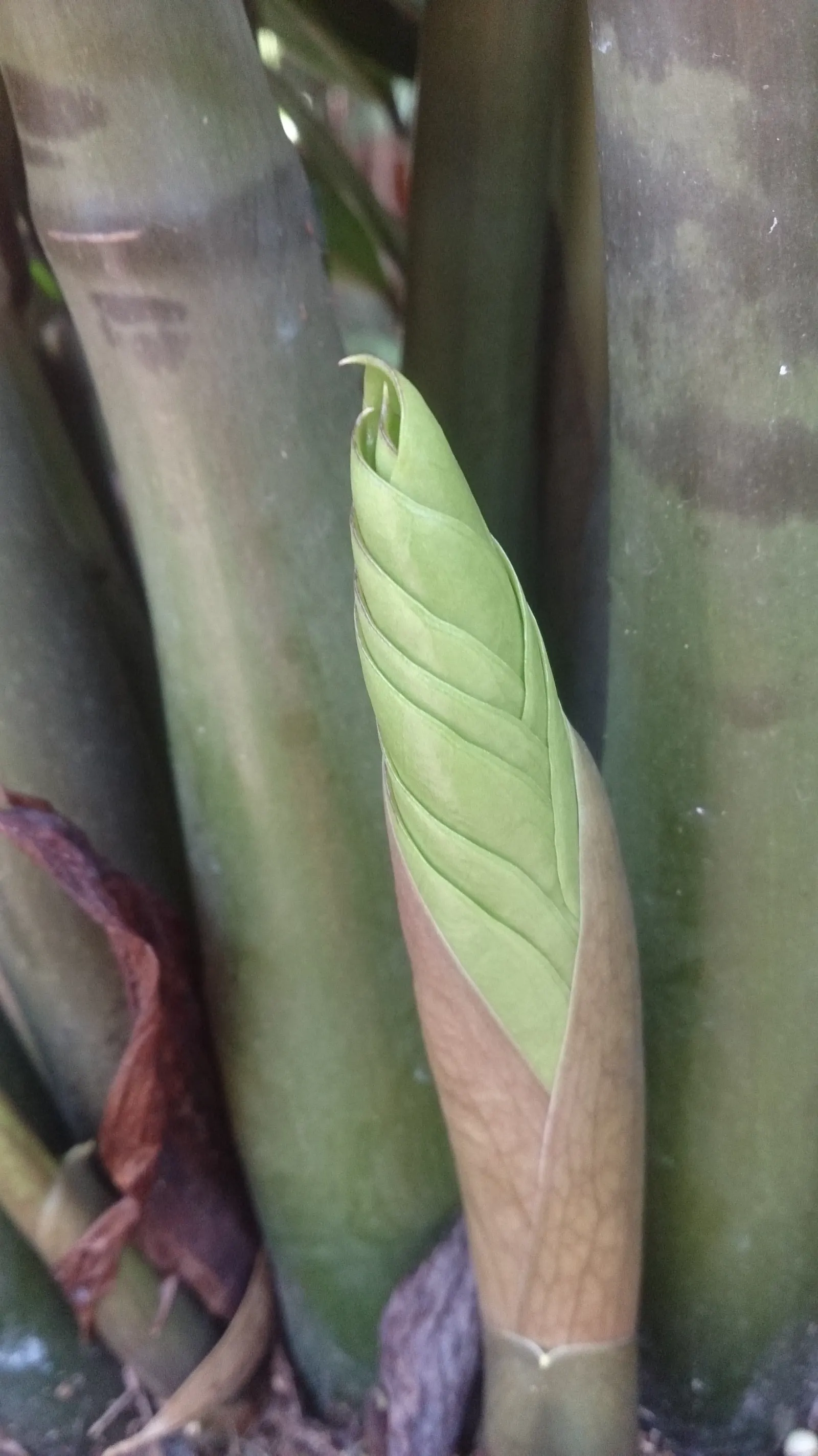 Zee Zee Plant (Zamioculcas Zamiifolia) — tolerance for varied lighting conditions; it prefers indirect light but can tolerate low light areas, image 70