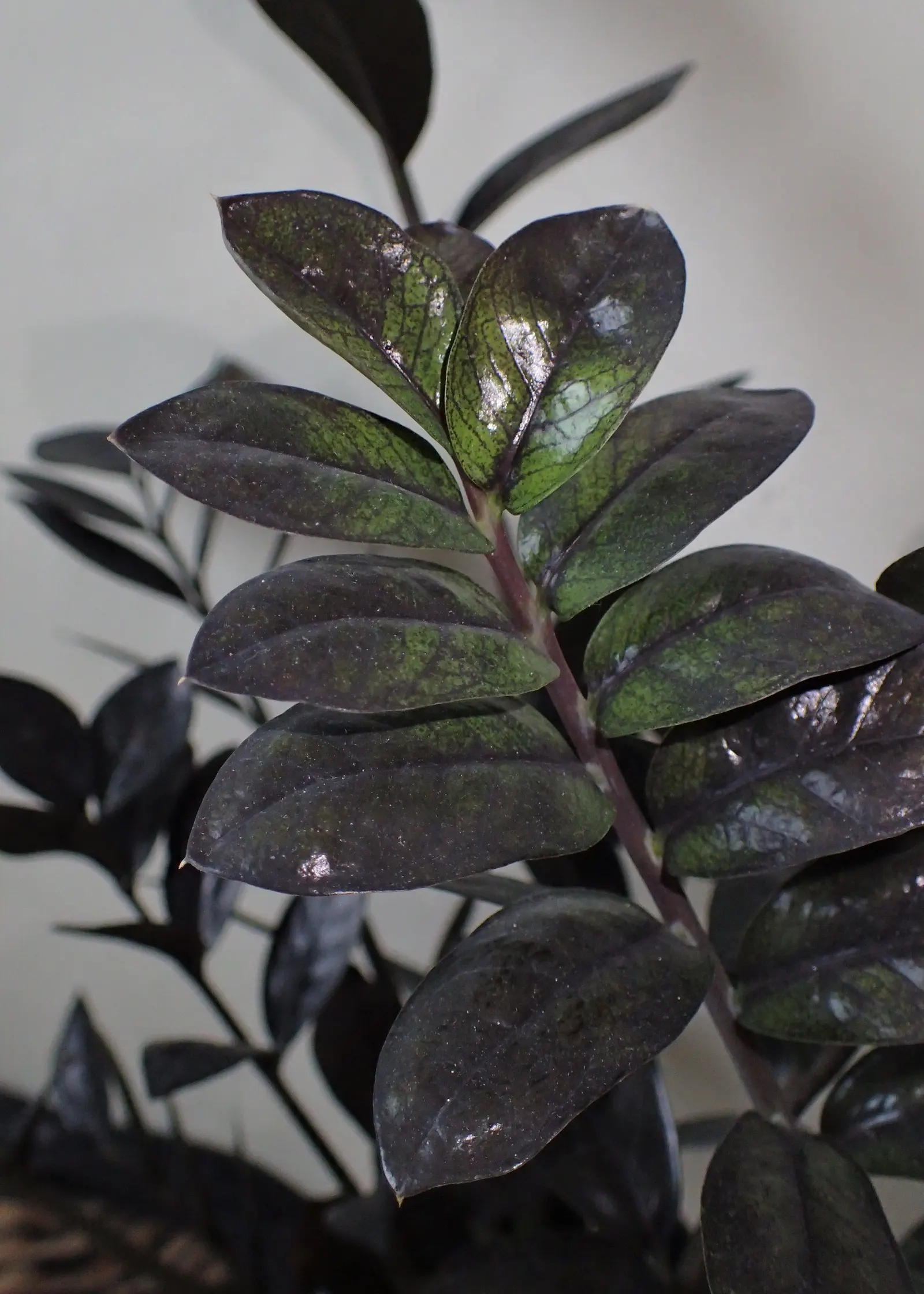 Zee Zee Plant (Zamioculcas Zamiifolia) — dark green leaves that gracefully emerge from its sturdy; typically ranging from 3 to 6 inches in length, image 59
