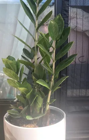 Zee Zee Plant (Zamioculcas Zamiifolia) — Its rhizomatous root system stores water; it features waxy, dark green leaves on stems that can reach up, image 65