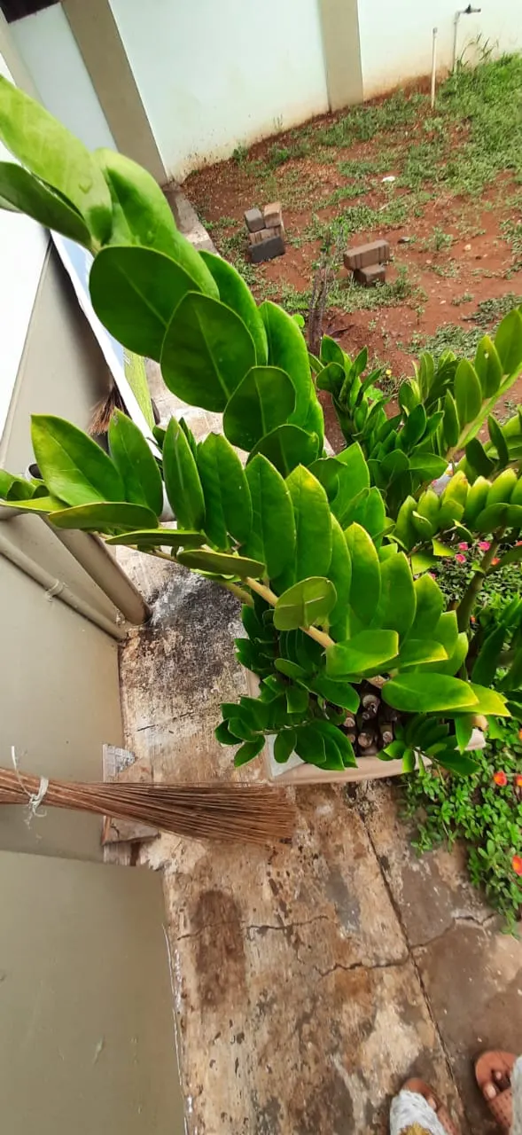 Zee Zee Plant (Zamioculcas Zamiifolia) — dark green leaves that gracefully emerge from its sturdy