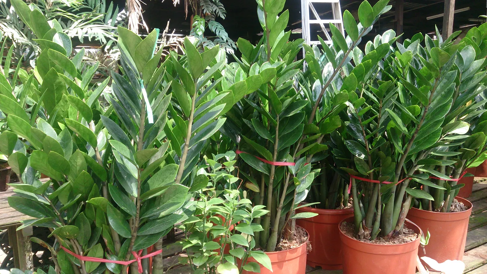 Zee Zee Plant (Zamioculcas Zamiifolia) — commonly known as the ZZ Plant; reaching an ultimate height of approximately 2 to 3 feet with a similar spread when