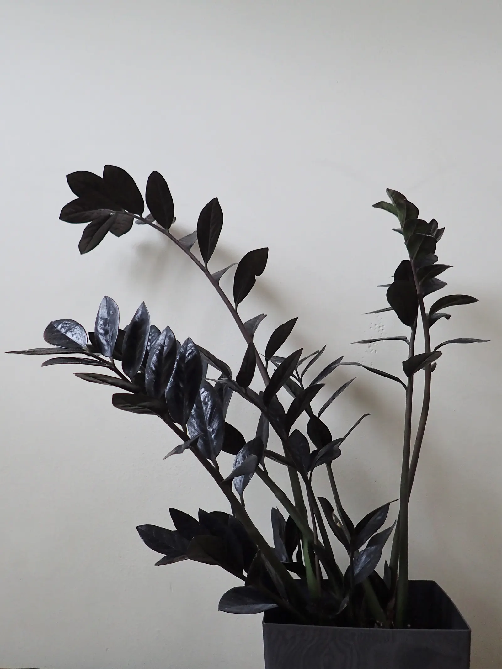 Zee Zee Plant (Zamioculcas Zamiifolia) — the Zamioculcas zamiifolia serves as both a noteworthy focal point or a complementary foliage accent