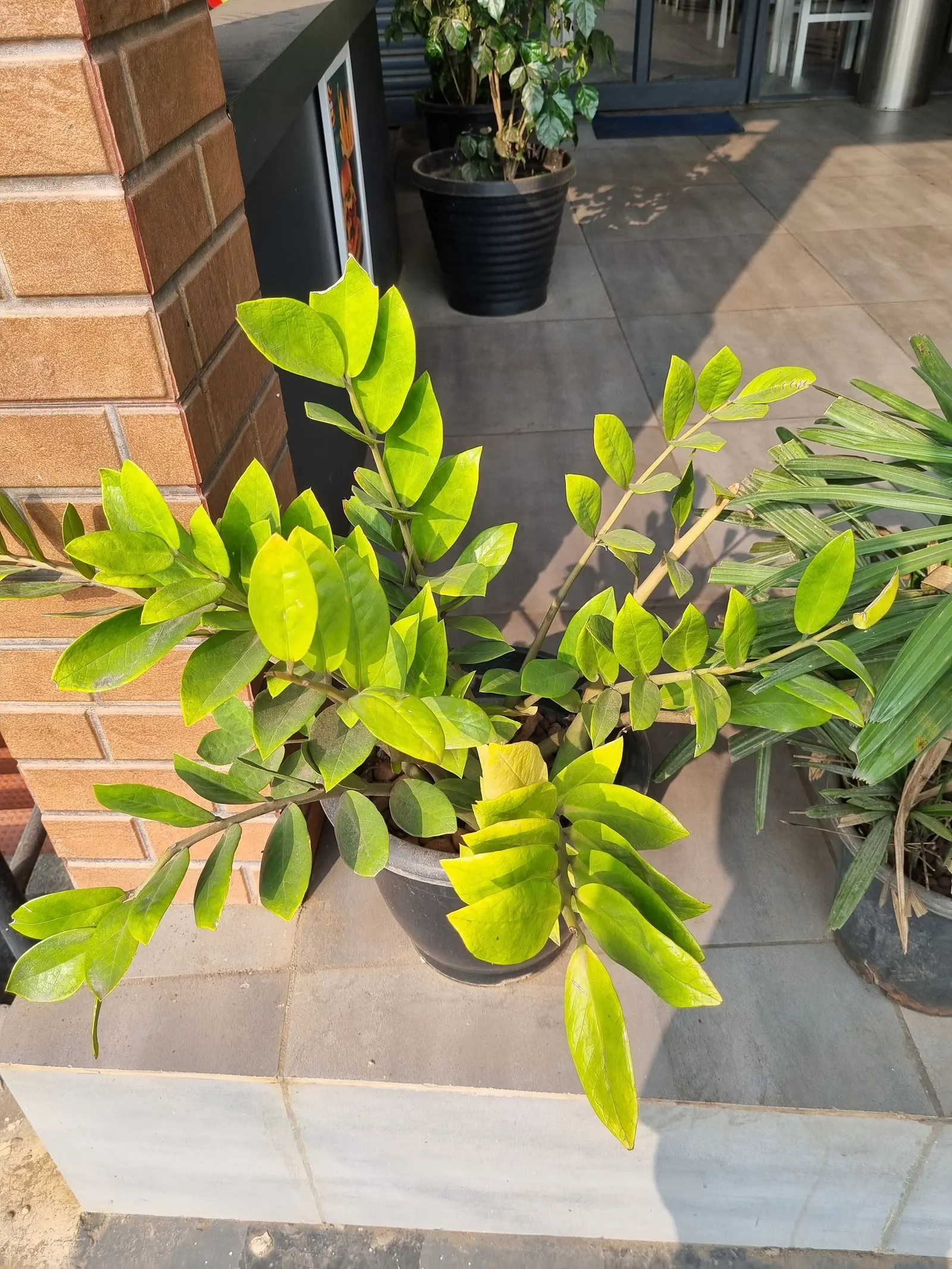 Zee Zee Plant (Zamioculcas Zamiifolia) — which makes it an adaptable choice for spaces that other plants might find challenging