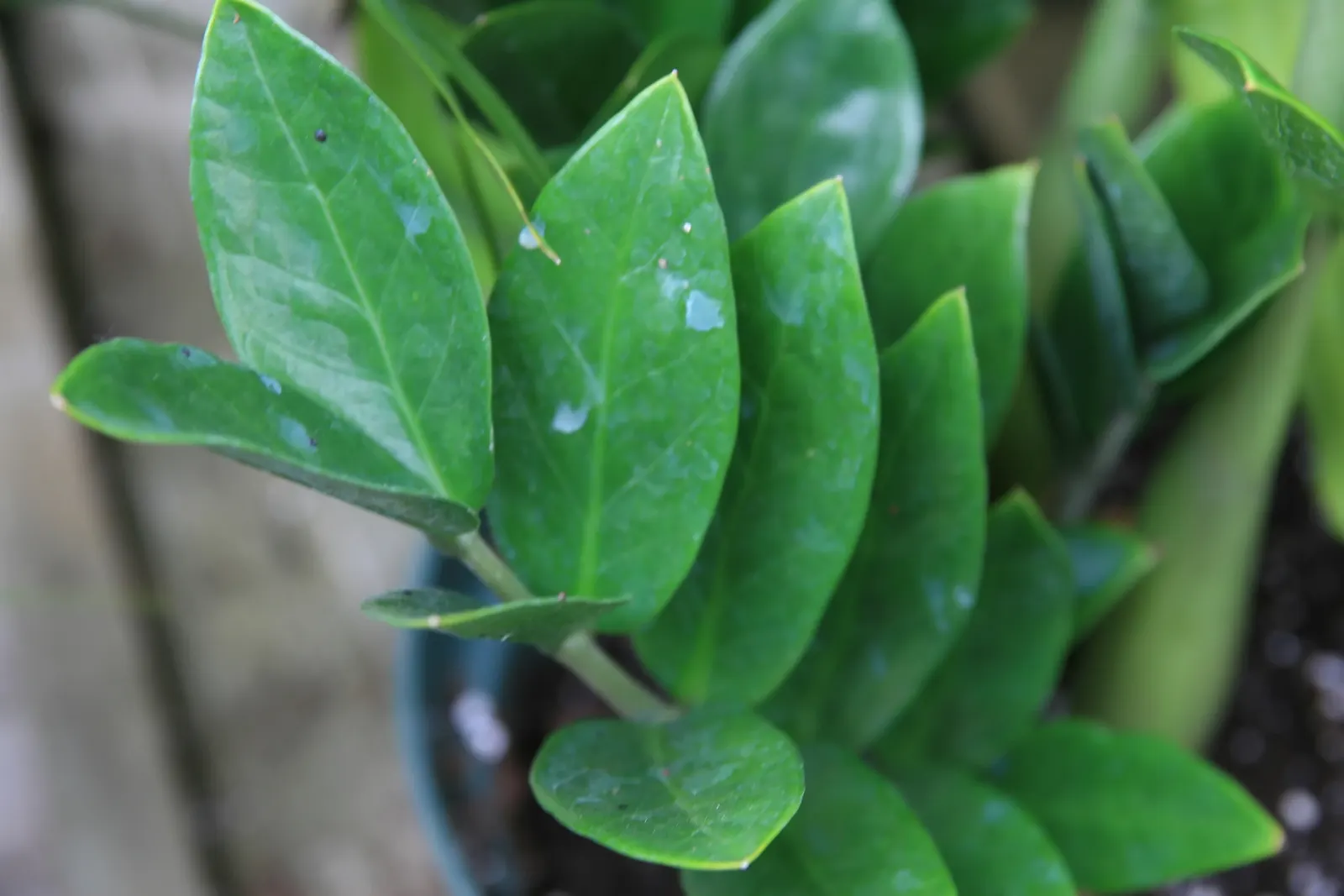 Zee Zee Plant (Zamioculcas Zamiifolia) — Its air-purifying qualities enhance indoor environments; palm for full or half, image 79
