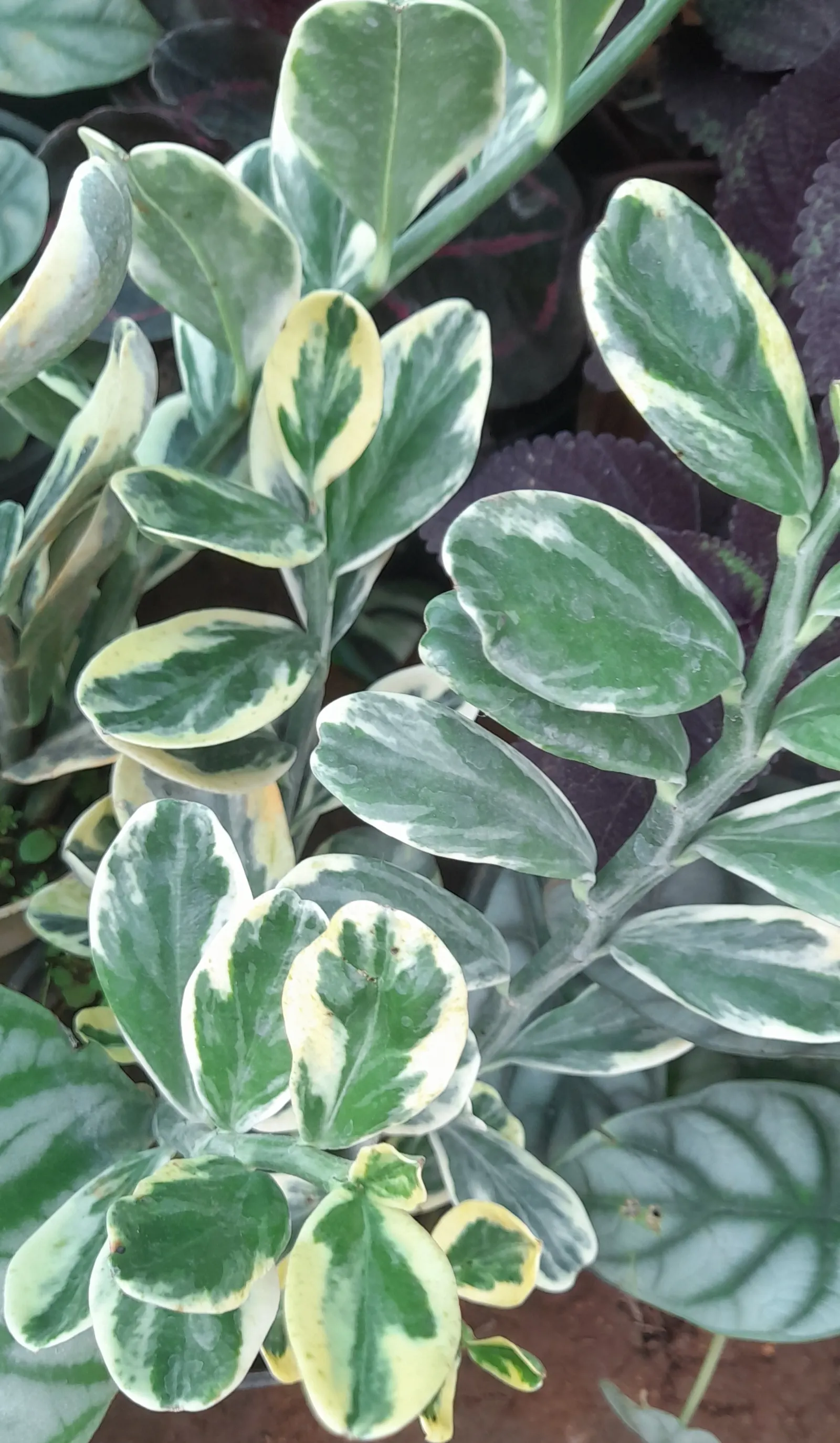 Zee Zee Plant (Zamioculcas Zamiifolia) — the ZZ Plant is particularly well-suited to indoor environments where natural light may be inconsistent; palm with