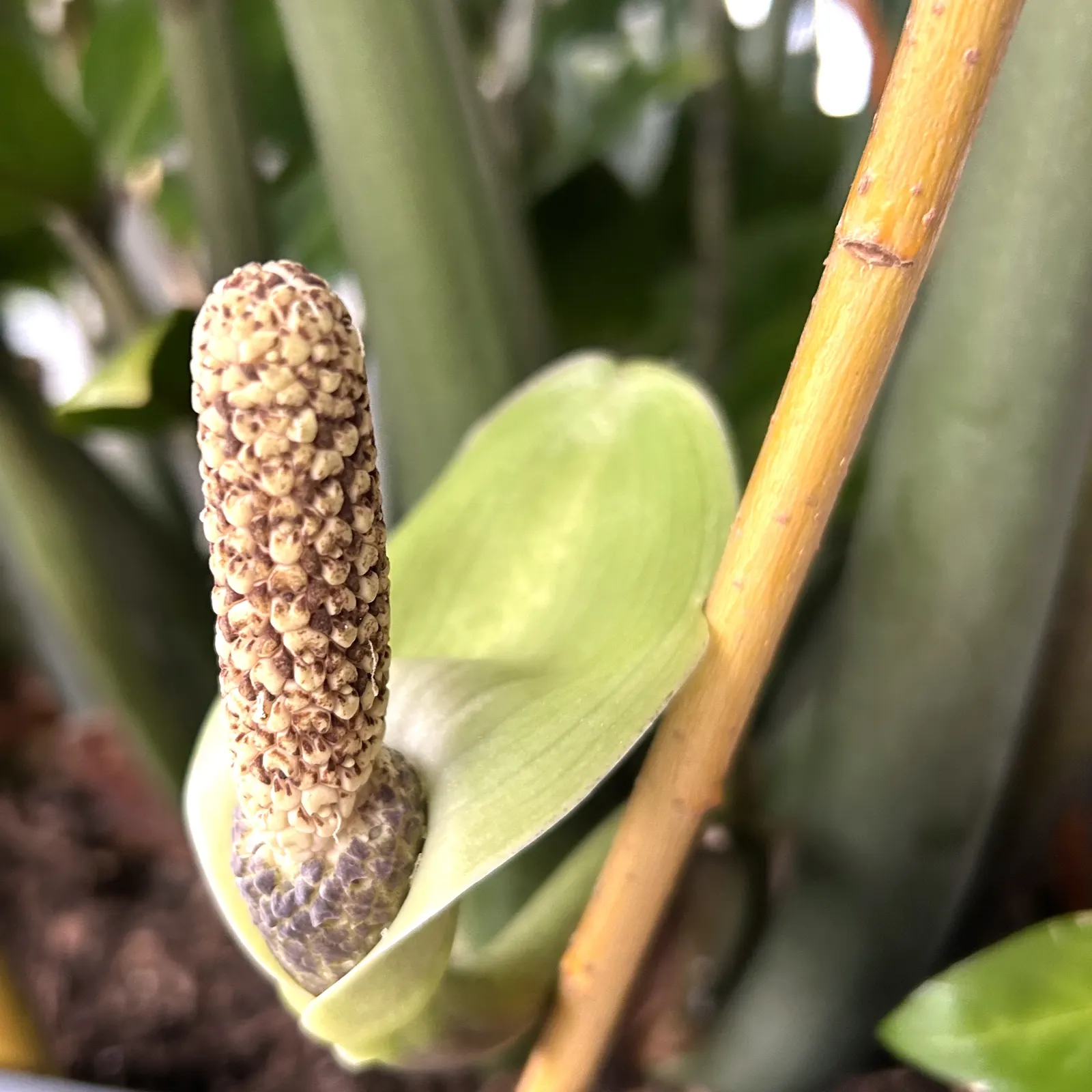 Zee Zee Plant (Zamioculcas Zamiifolia) — allowing the plant to withstand periods of drought