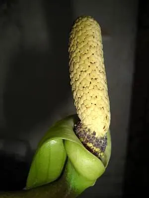 Zee Zee Plant (Zamioculcas Zamiifolia) — allowing the plant to withstand periods of drought; dark green leaves that gracefully emerge from its sturdy