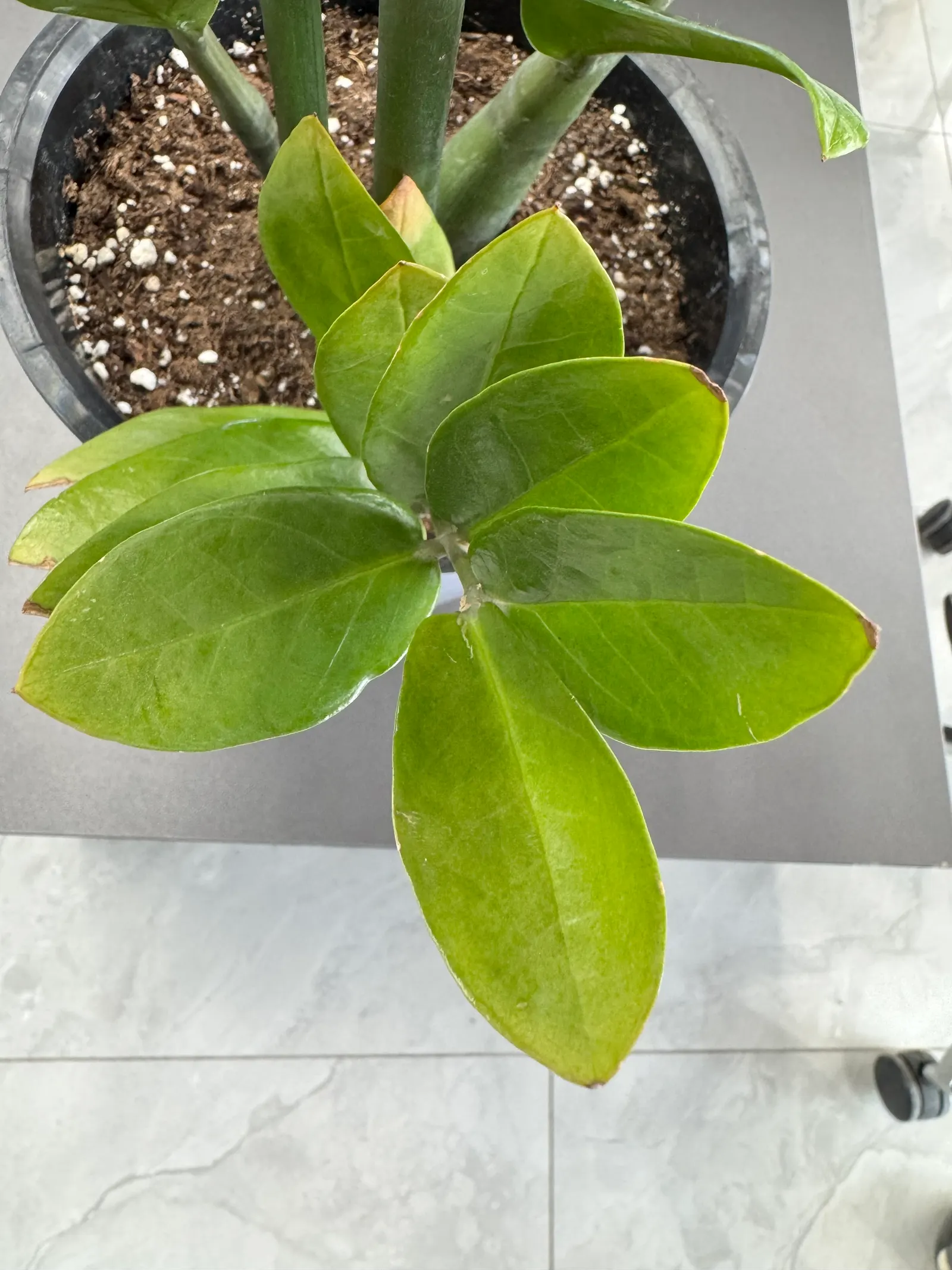 Zee Zee Plant (Zamioculcas Zamiifolia) — tolerance for varied lighting conditions; it prefers indirect light but can tolerate low light areas