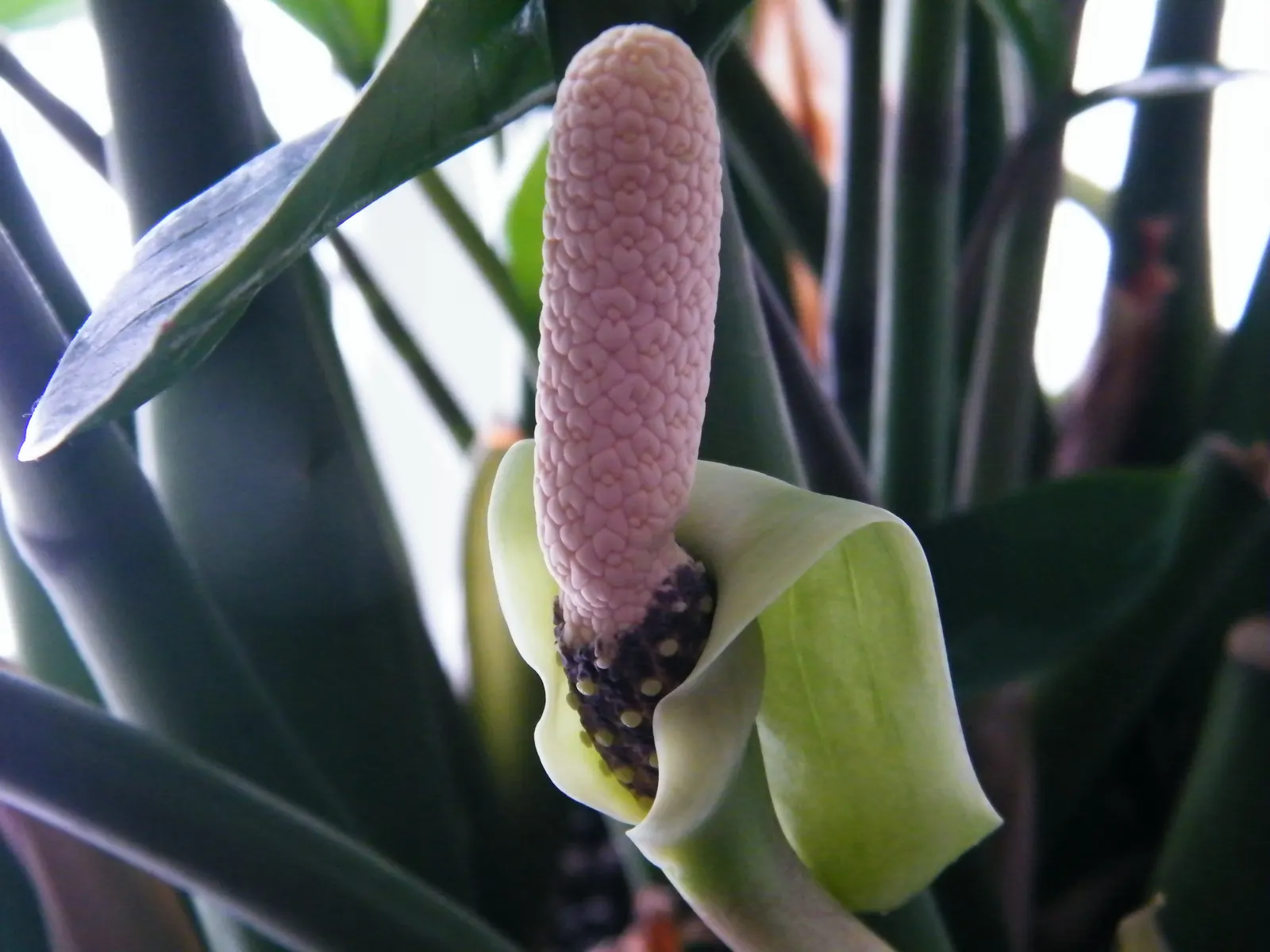 Zee Zee Plant (Zamioculcas Zamiifolia) — embodying resilience and exotic grace in a modern landscape design; the Zamioculcas zamiifolia, commonly, image 72