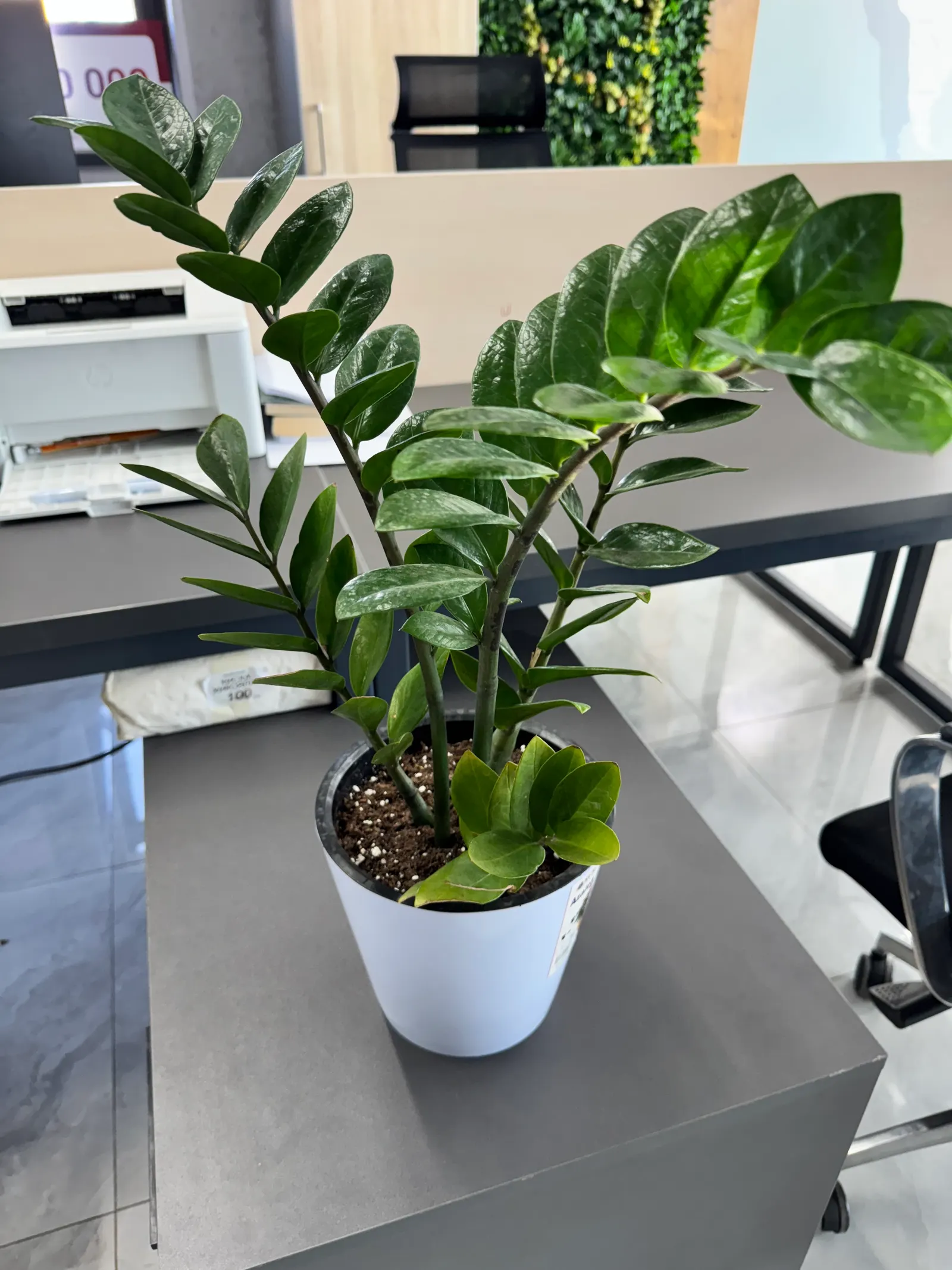 Zee Zee Plant (Zamioculcas Zamiifolia) — Thriving in low-light conditions with minimal water, it is drought tolerant and can endure neglect