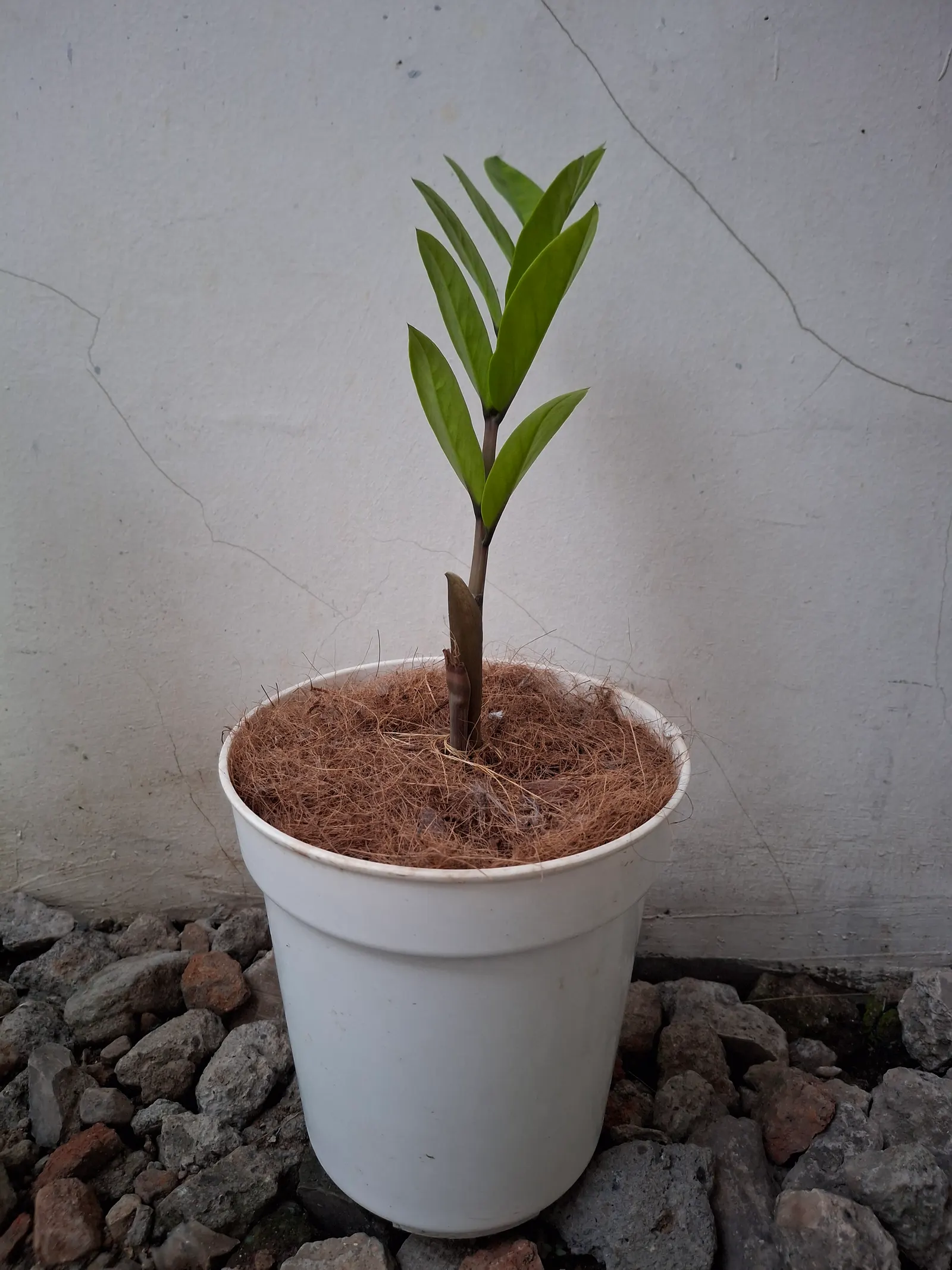 Zee Zee Plant (Zamioculcas Zamiifolia) — making it ideal for even the most forgetful caretakers