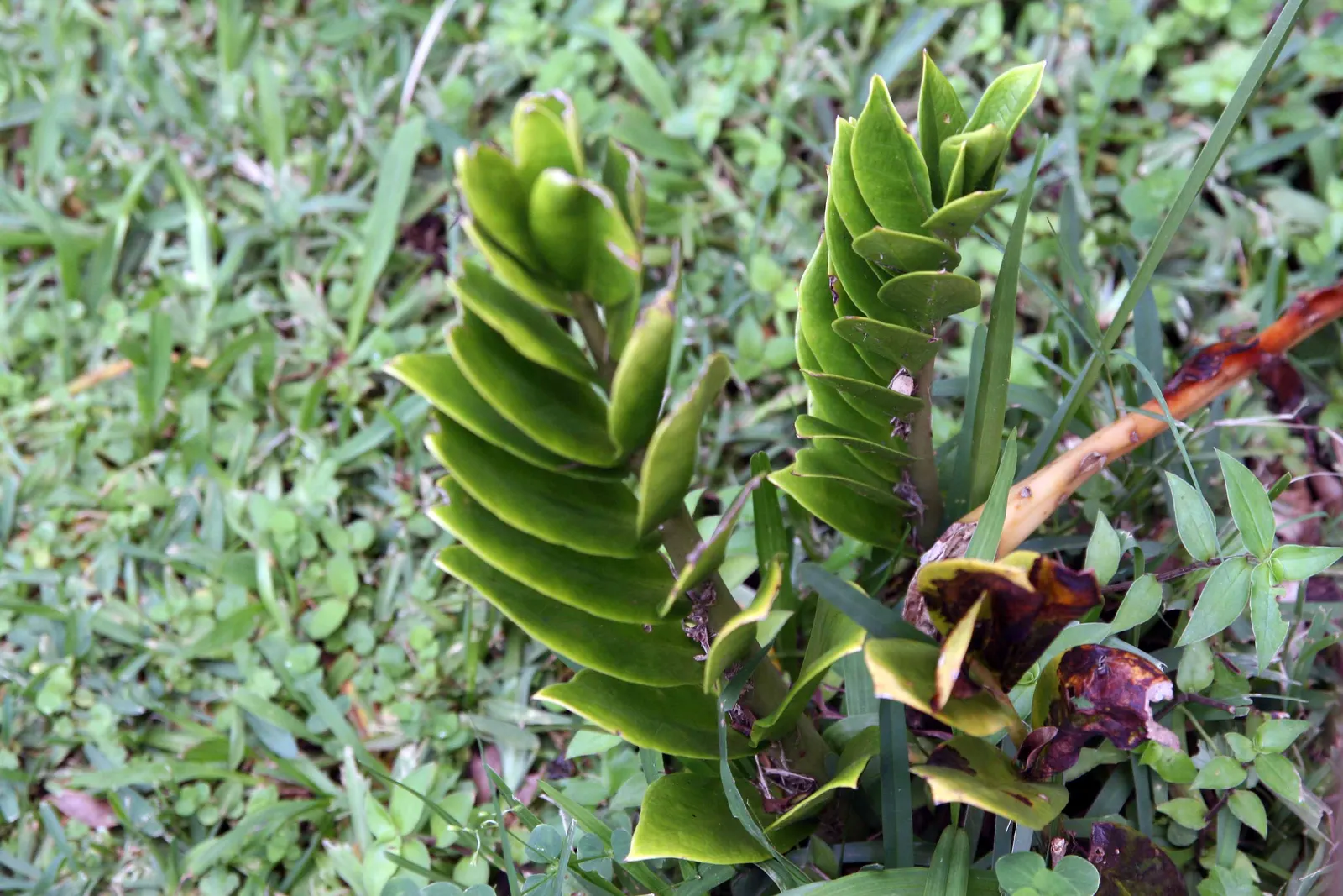 Zee Zee Plant (Zamioculcas Zamiifolia) — The Zamioculcas zamiifolia, commonly known as the ZZ plant, is an elegant, low-maintenance perennial; its, image 76