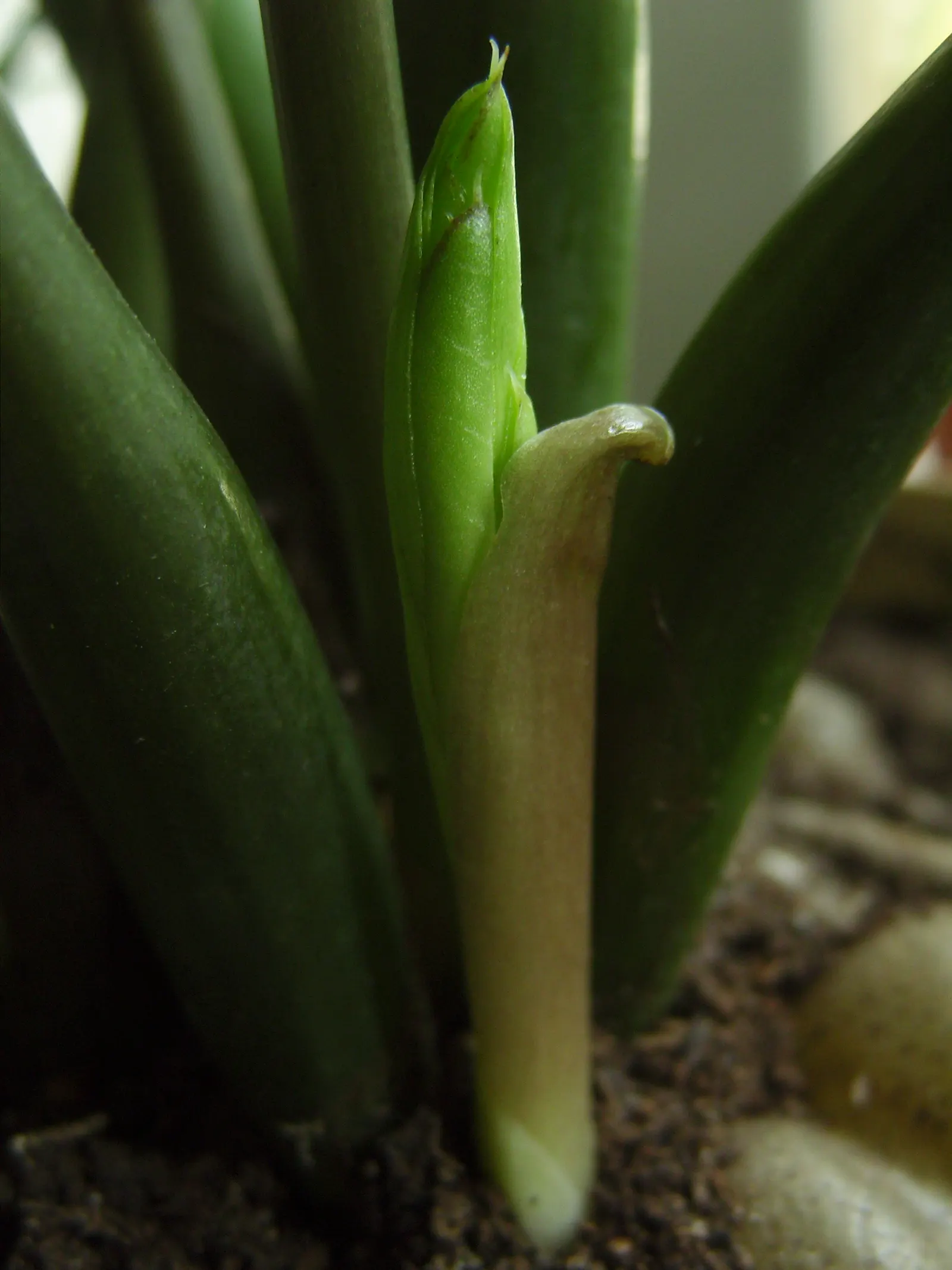 Zee Zee Plant (Zamioculcas Zamiifolia) — Originating from Eastern Africa