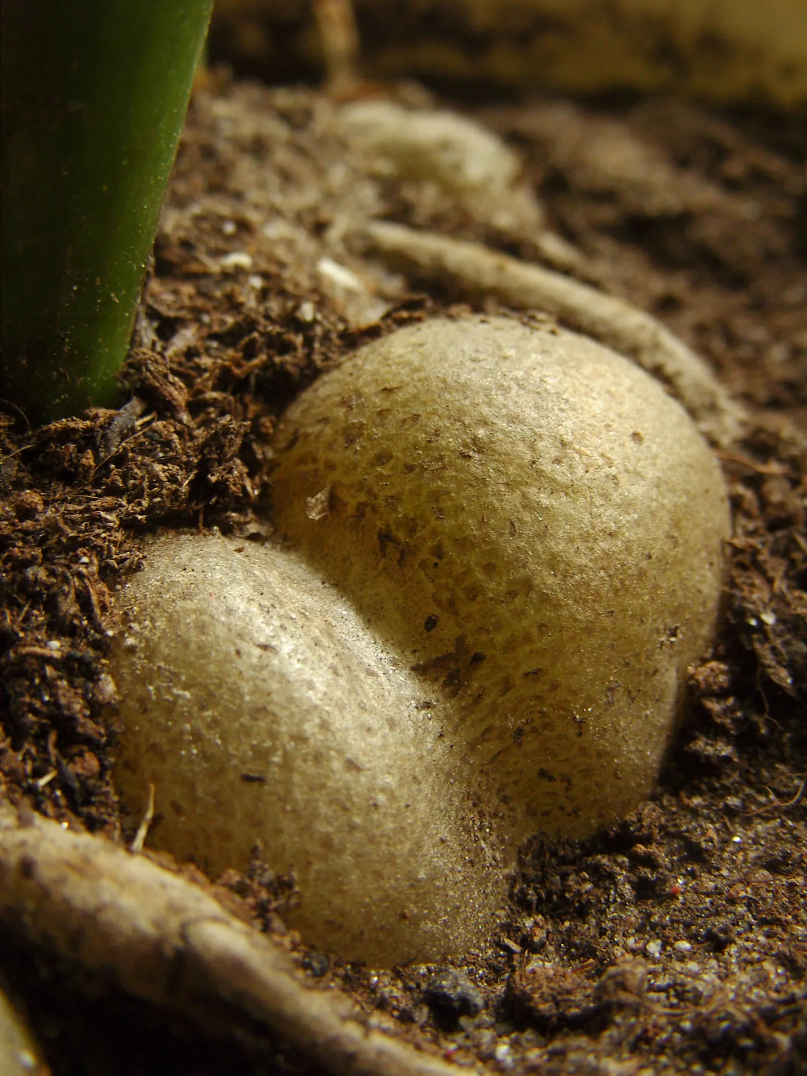 Zee Zee Plant (Zamioculcas Zamiifolia) — It prefers indirect light but can tolerate low light areas; commonly known as the ZZ Plant, image 62