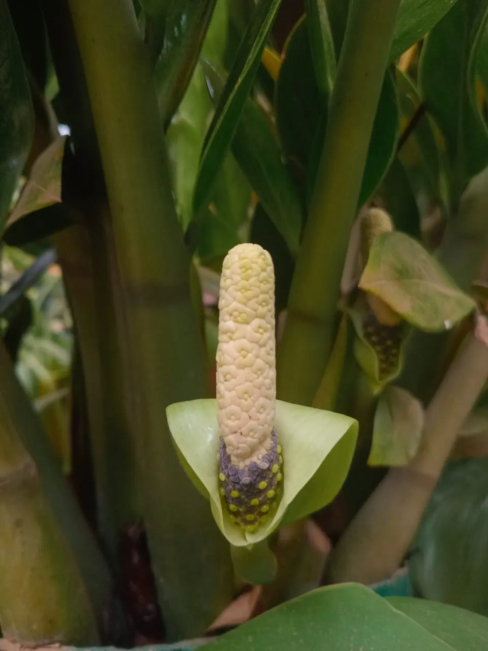 Zee Zee Plant (Zamioculcas Zamiifolia) — Its rhizomatous root system stores water; it features waxy, dark green leaves on stems that can reach up to 2-3 feet