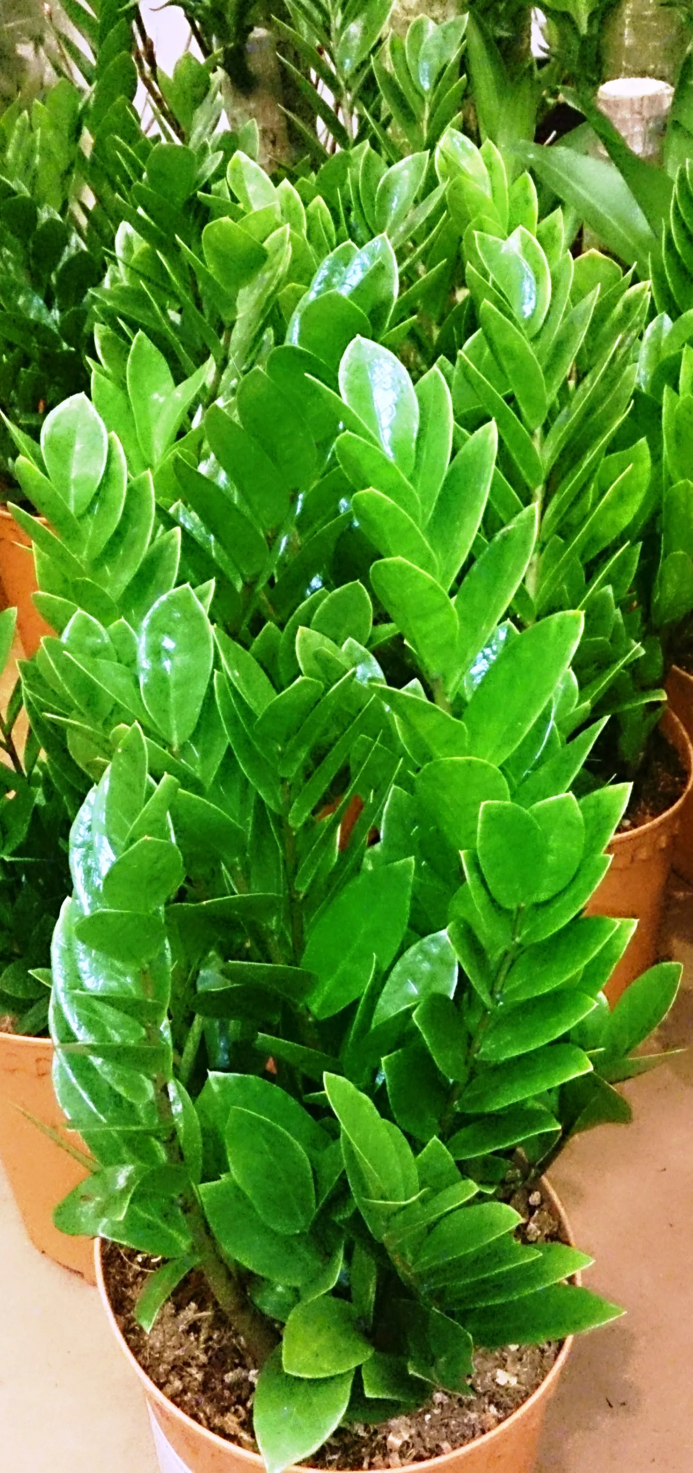 Zee Zee Plant (Zamioculcas Zamiifolia) — It features waxy, dark green leaves on stems that can reach up to 2-3 feet in height; the ZZ Plant is particularly