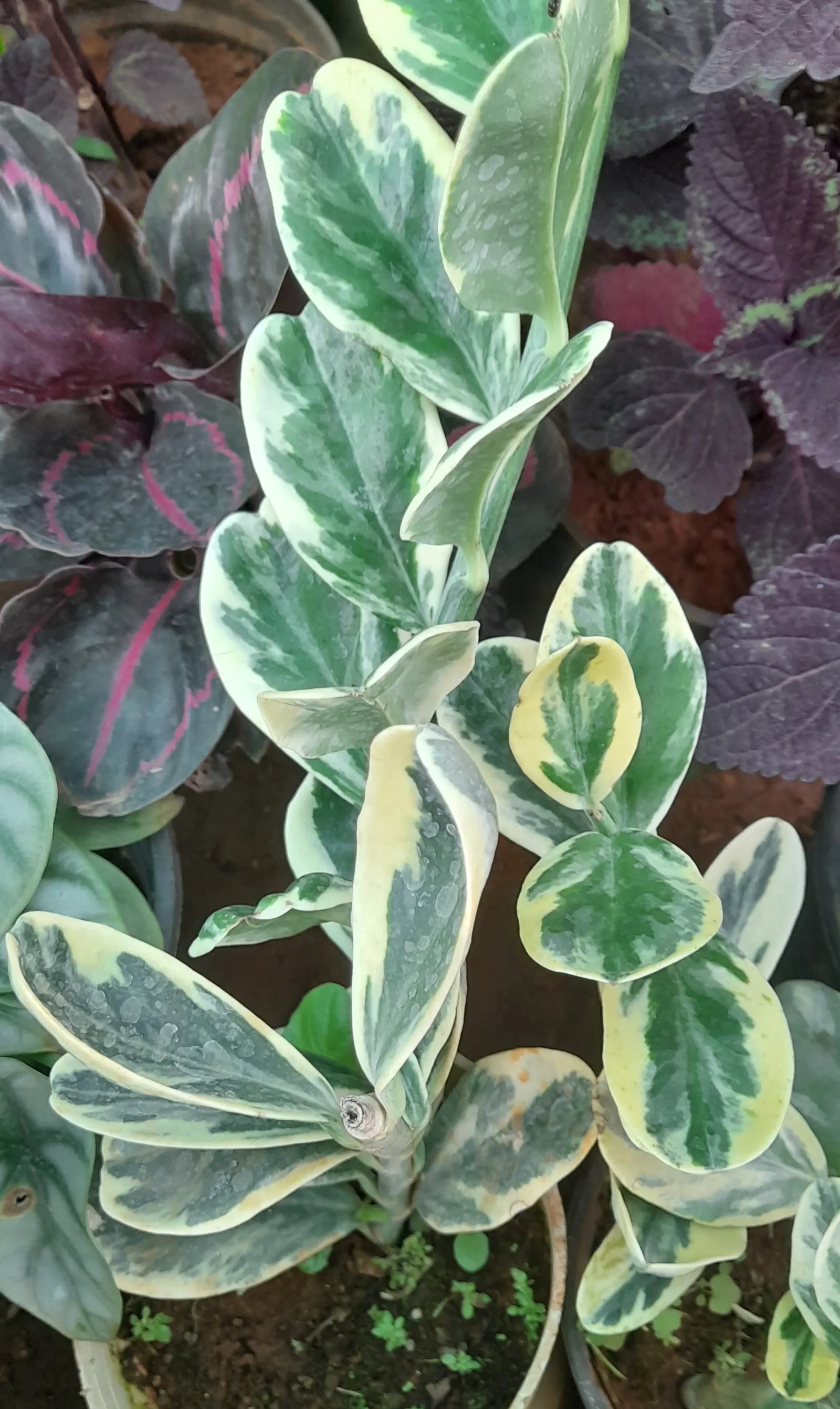 Zee Zee Plant (Zamioculcas Zamiifolia) — Originating from Eastern Africa; the Zamioculcas zamiifolia serves as both a noteworthy focal point or a, image 57