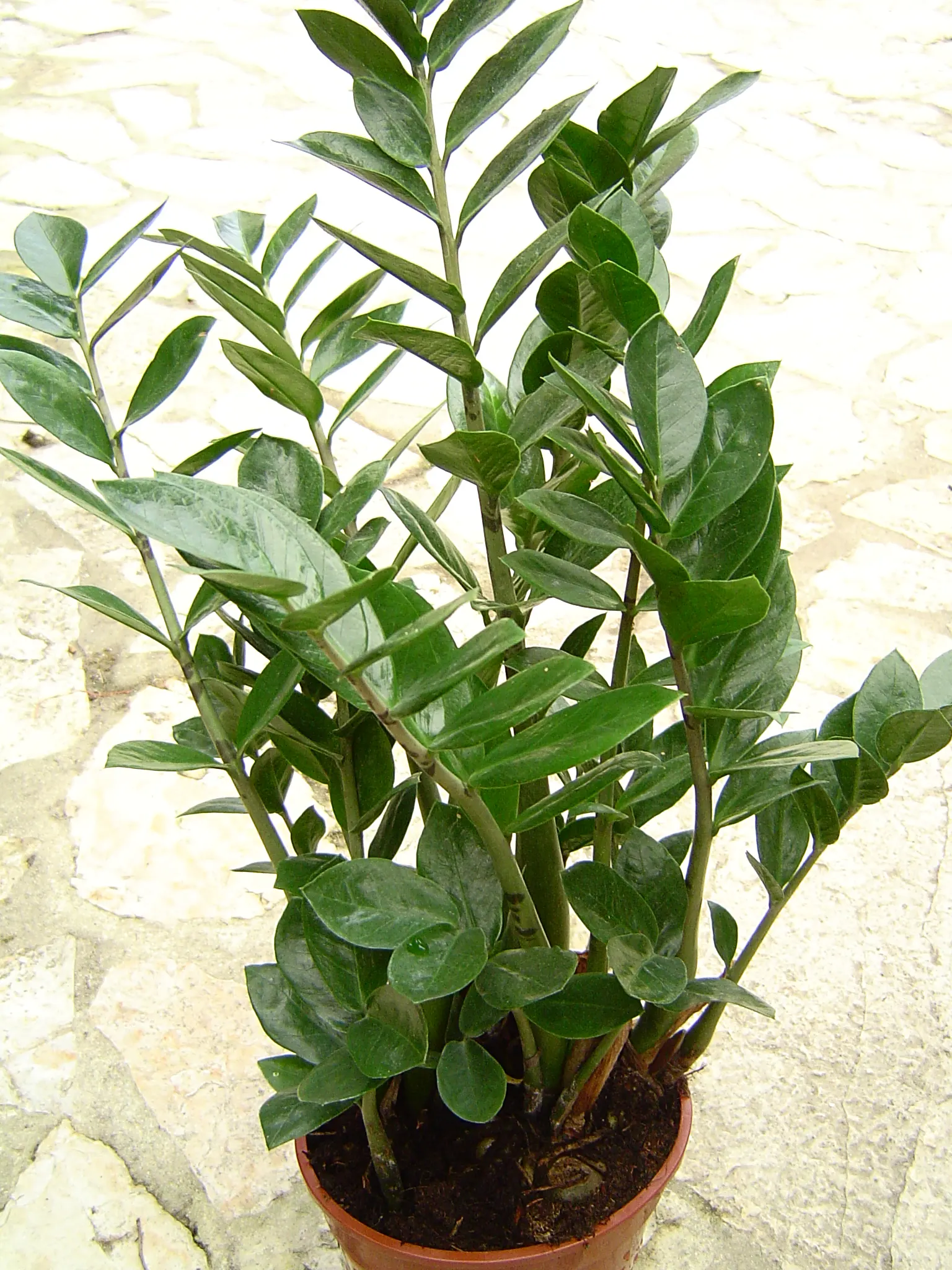Zee Zee Plant (Zamioculcas Zamiifolia) — palm with white blooms; its rhizomatous root system stores water, image 74