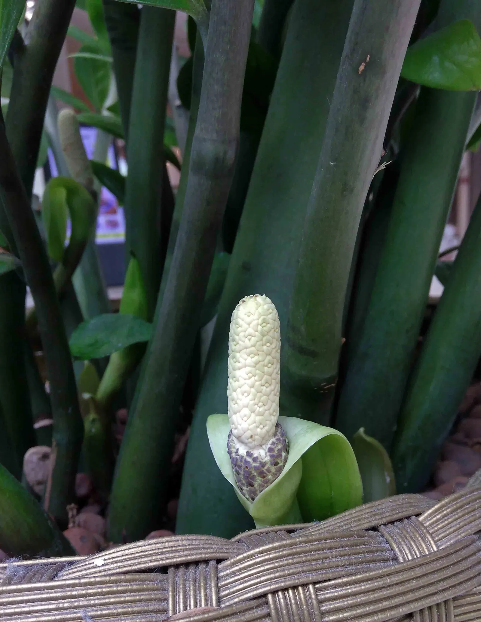 Zee Zee Plant (Zamioculcas Zamiifolia) — The Zamioculcas zamiifolia, commonly known as the ZZ plant, is an elegant, low-maintenance perennial; its