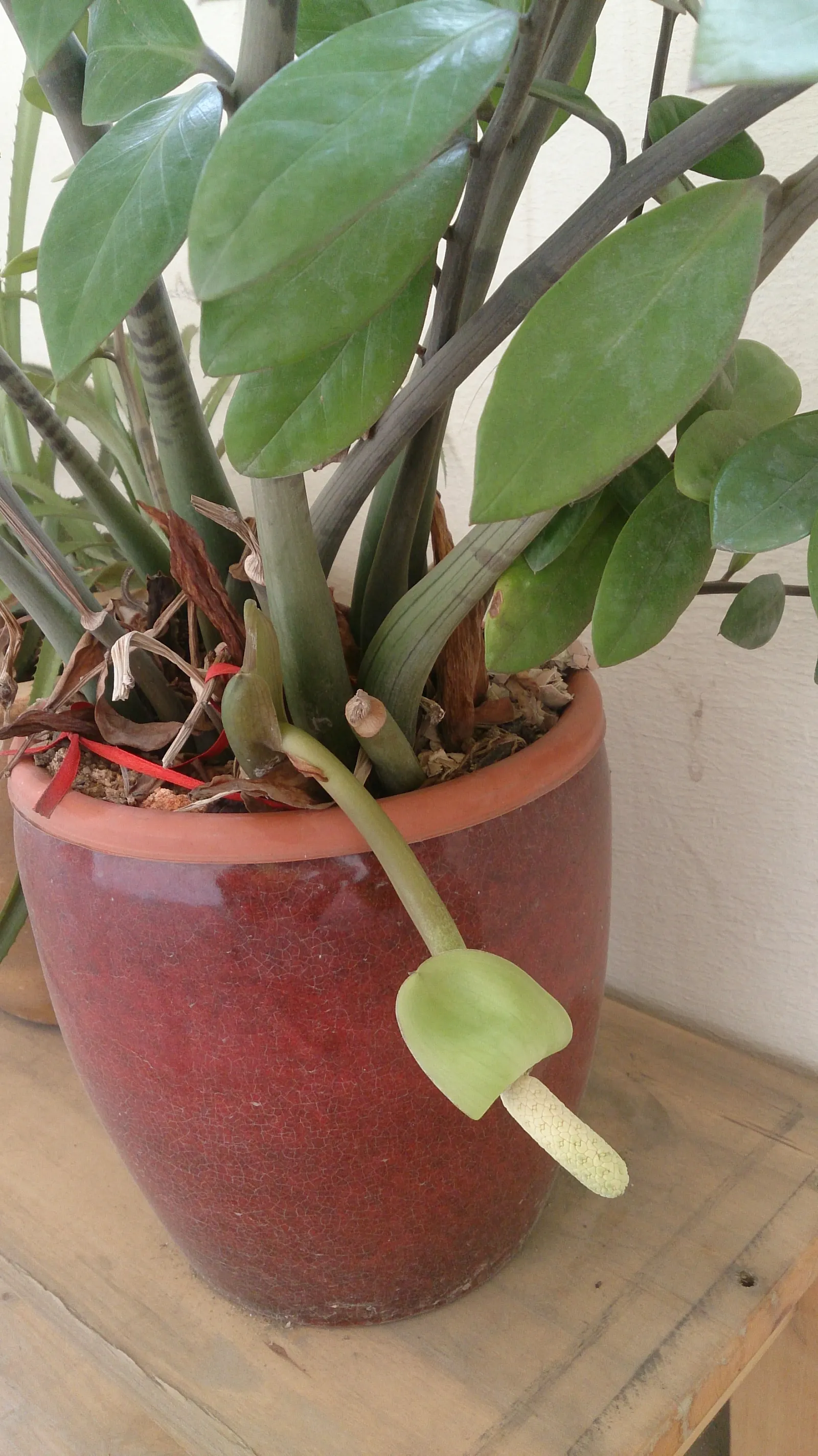 Zee Zee Plant (Zamioculcas Zamiifolia) — It features waxy, dark green leaves on stems that can reach up to 2-3 feet in height; the ZZ Plant is, image 52