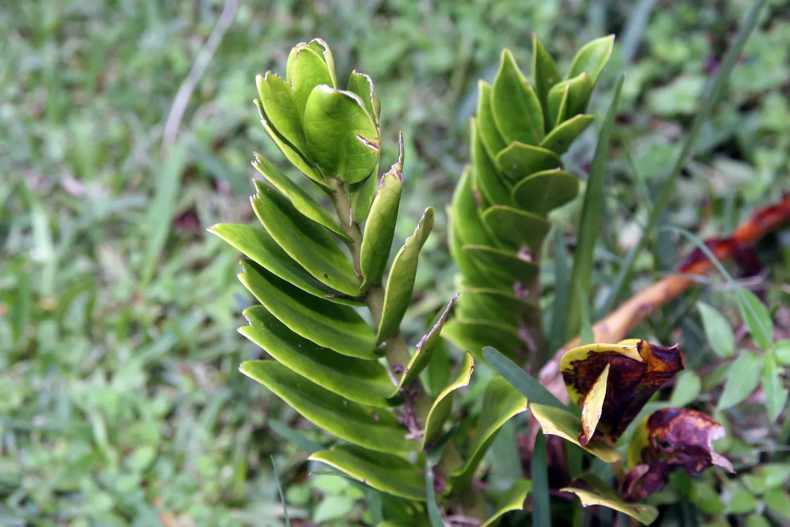 Zee Zee Plant (Zamioculcas Zamiifolia) — it's crucial to let the soil dry completely between watering to prevent root rot; white flowers in the, image 68