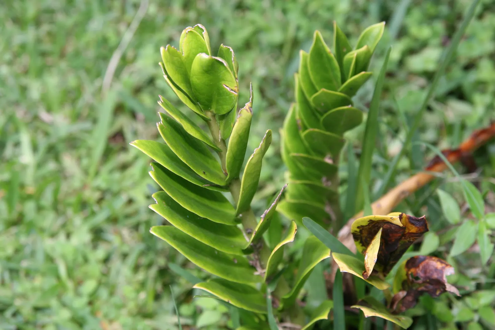 Zee Zee Plant (Zamioculcas Zamiifolia) — the Zamioculcas zamiifolia serves as both a noteworthy focal point or a complementary foliage accent; as the plant is