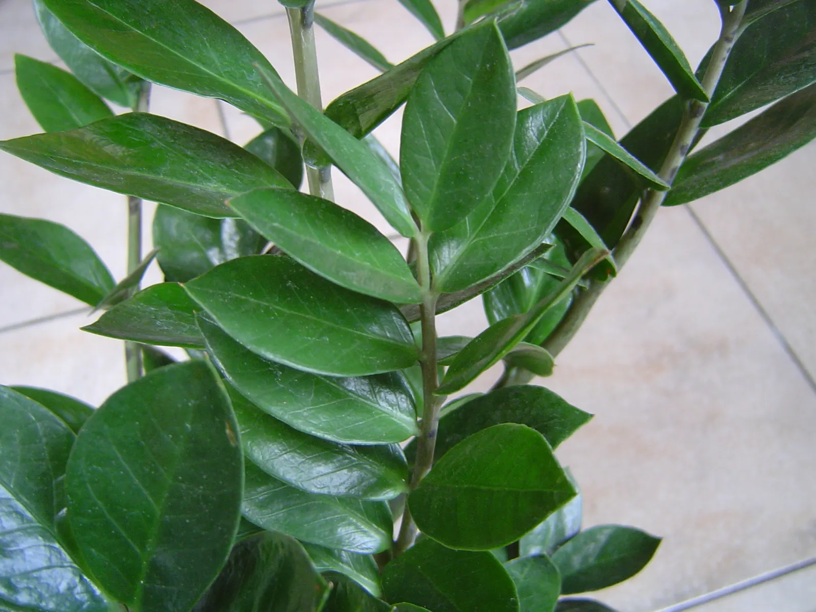 Zee Zee Plant (Zamioculcas Zamiifolia) — it's crucial to let the soil dry completely between watering to prevent root rot