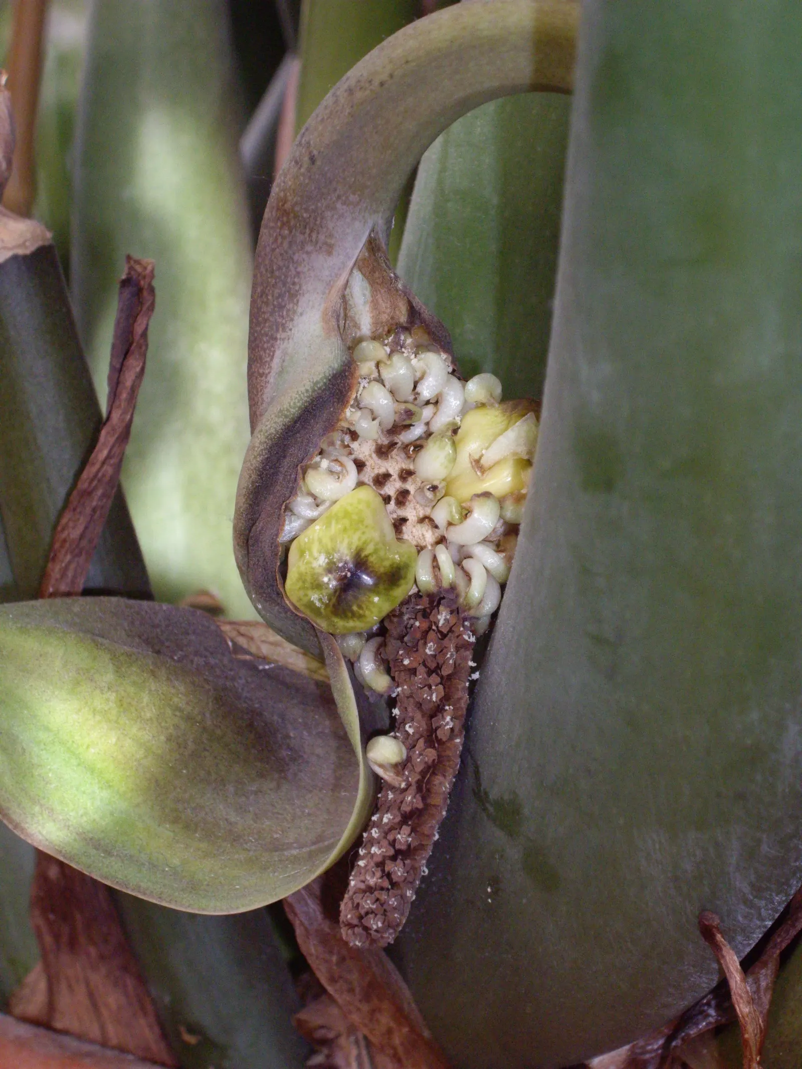 Zee Zee Plant (Zamioculcas Zamiifolia) — Plant in well-draining soil and allow the soil to dry between waterings for optimal health; originating, image 80