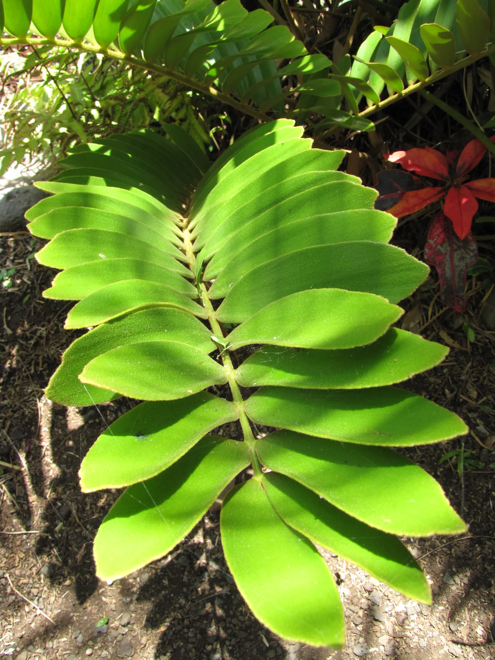 Zee Zee Plant (Zamioculcas Zamiifolia) — white flowers in the garden