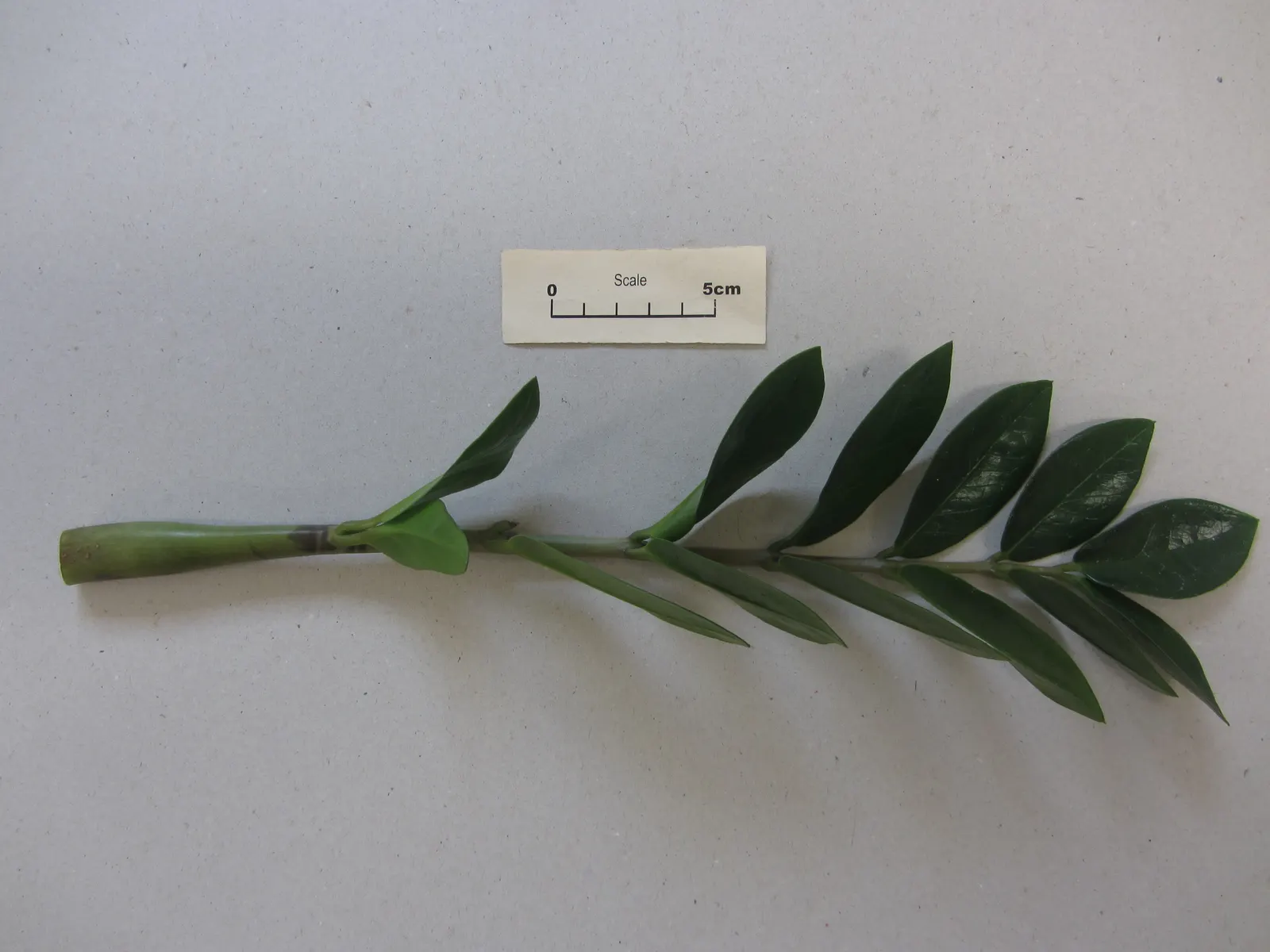 Zee Zee Plant (Zamioculcas Zamiifolia) — Thriving in low-light conditions with minimal water, it is drought tolerant and can endure neglect; it's, image 78