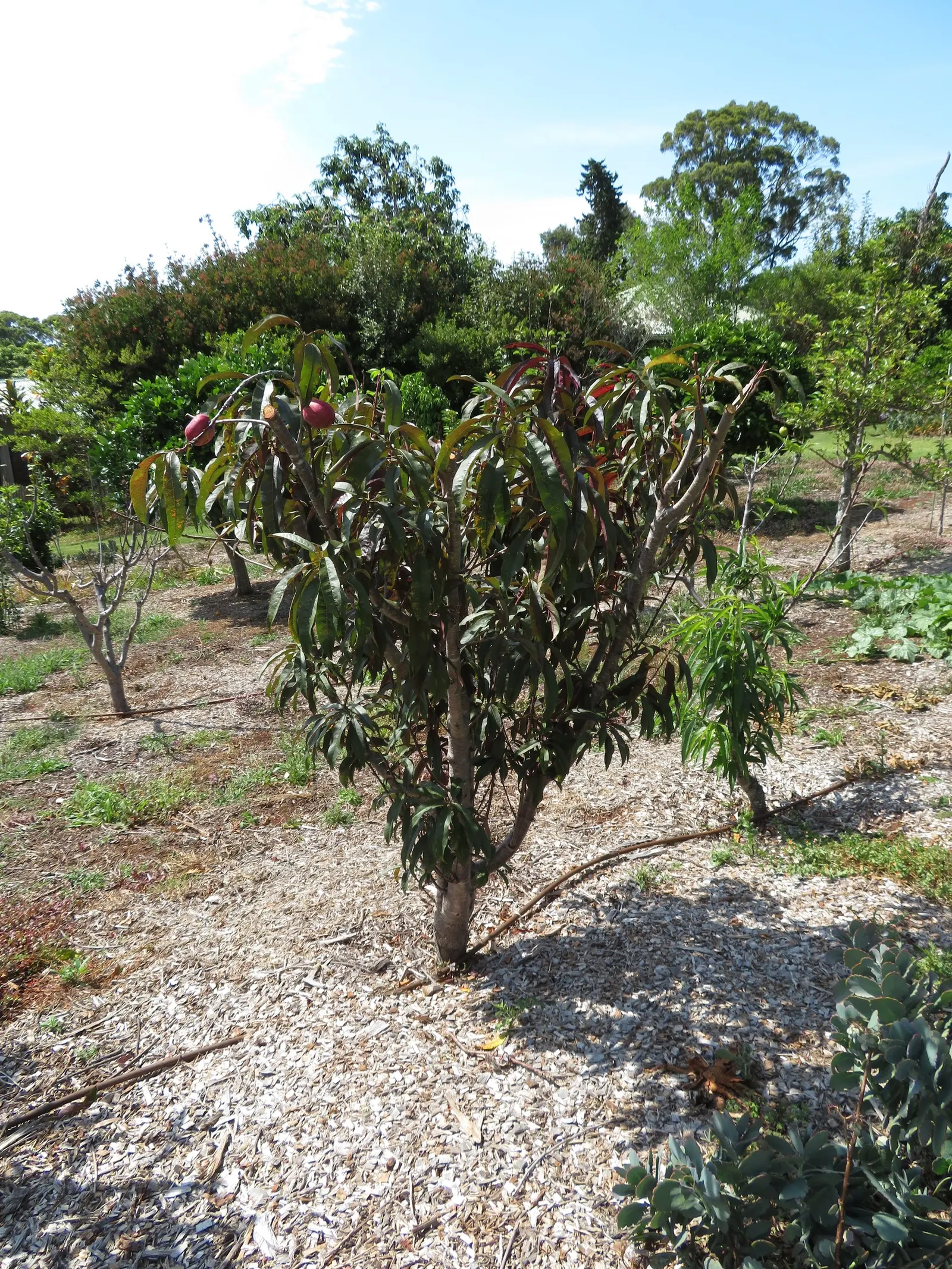 Zee Zee Plant (Zamioculcas Zamiifolia) — Its air-purifying qualities enhance indoor environments
