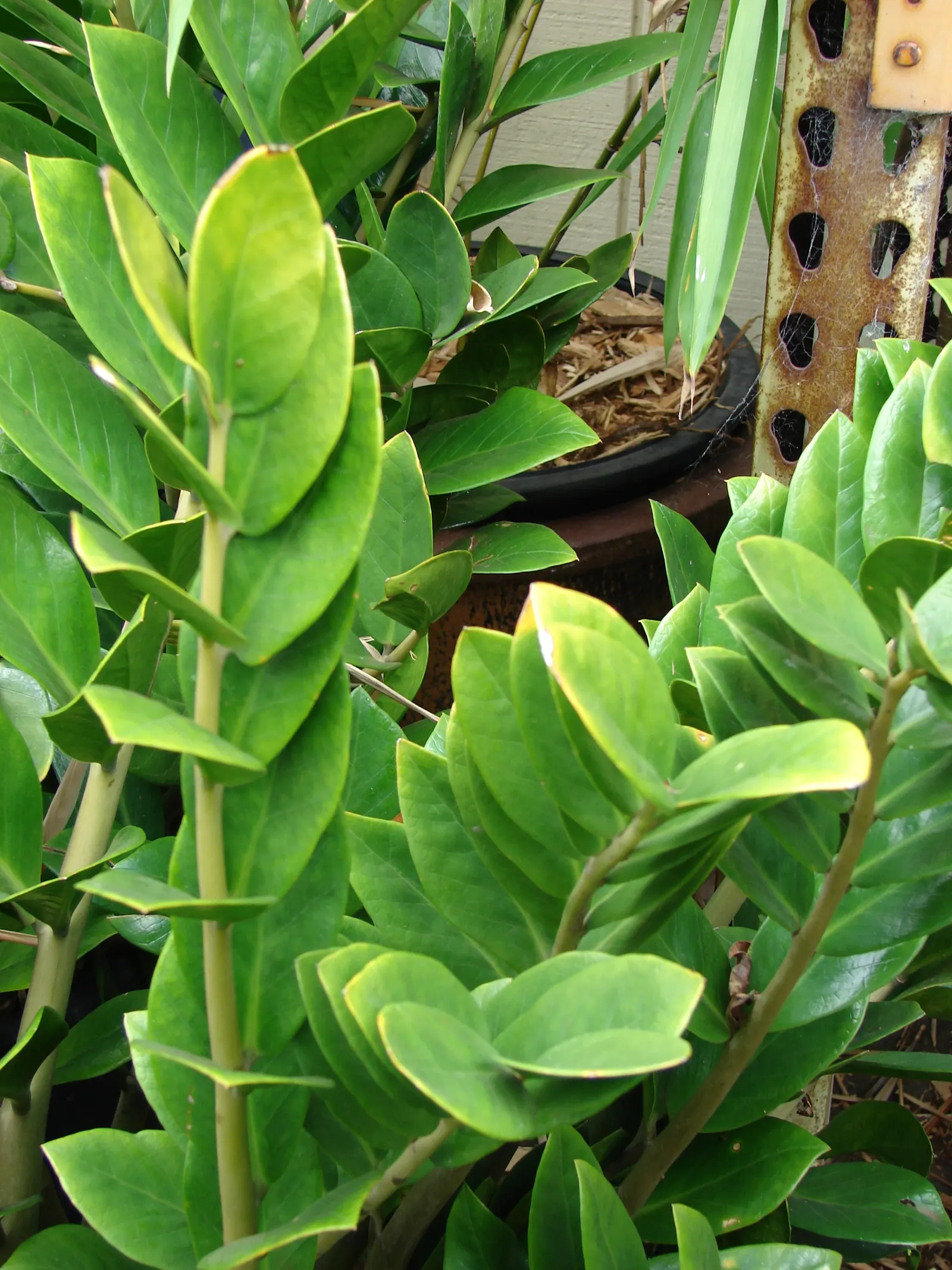 Zee Zee Plant (Zamioculcas Zamiifolia) — typically ranging from 3 to 6 inches in length; making it ideal for even the most forgetful caretakers