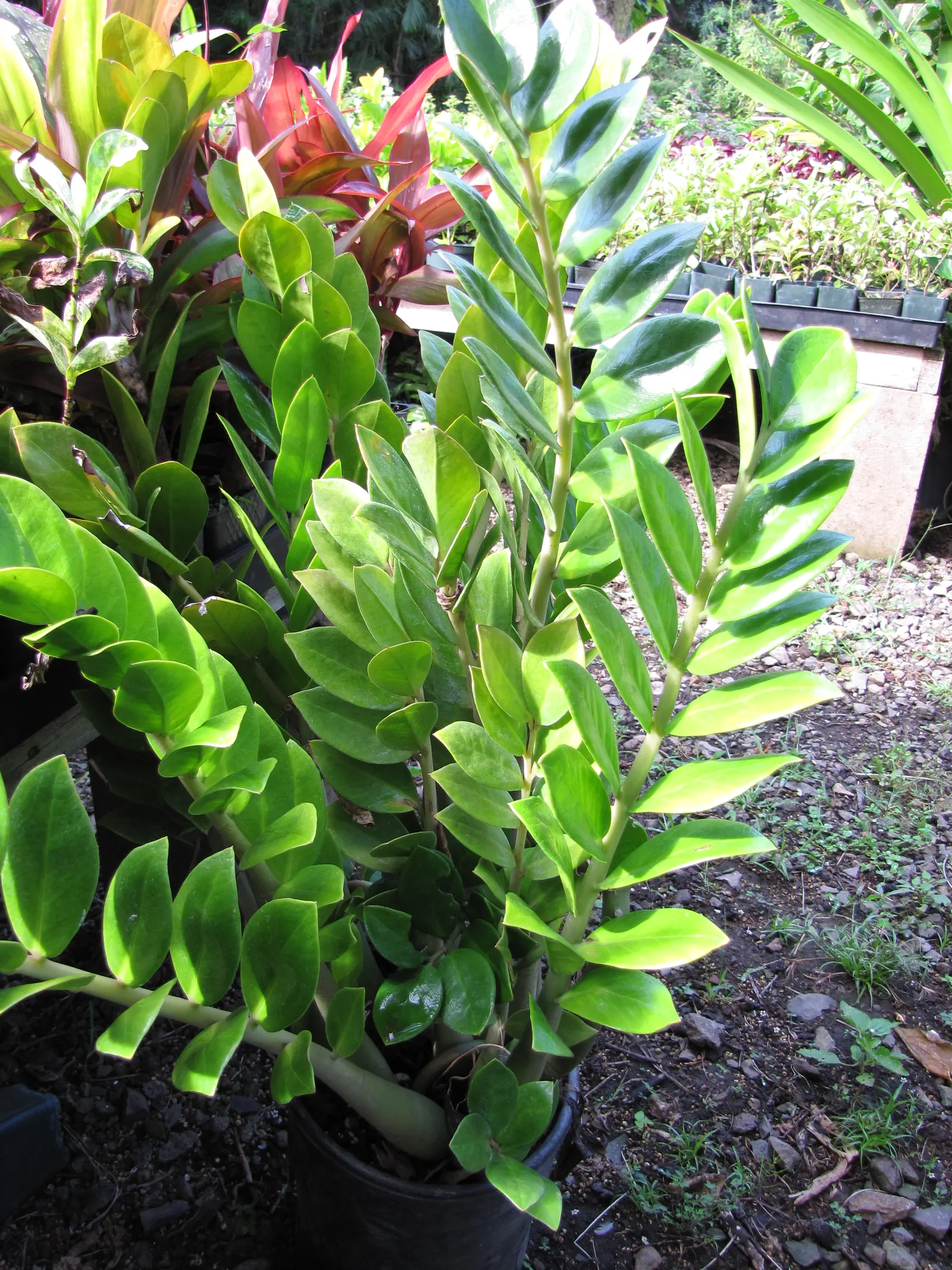 Zee Zee Plant (Zamioculcas Zamiifolia) — reaching an ultimate height of approximately 2 to 3 feet with a similar spread when cultivated indoors