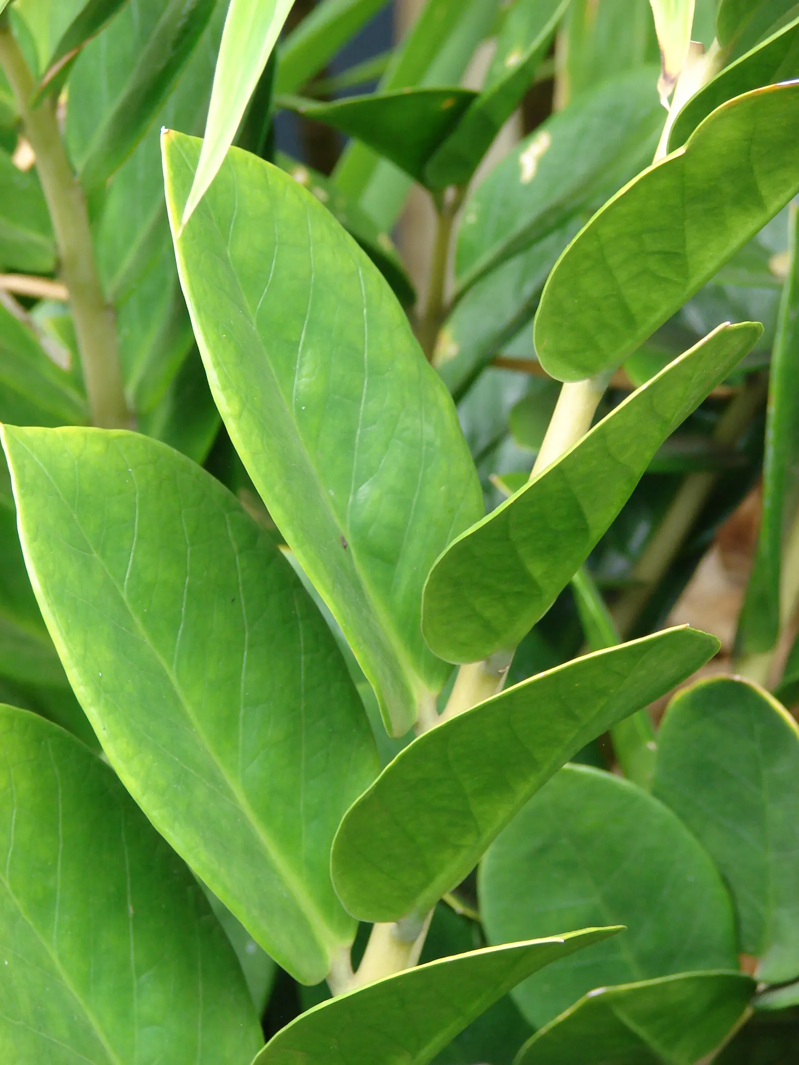 Zee Zee Plant (Zamioculcas Zamiifolia) — which makes it an adaptable choice for spaces that other plants might find challenging, image 38