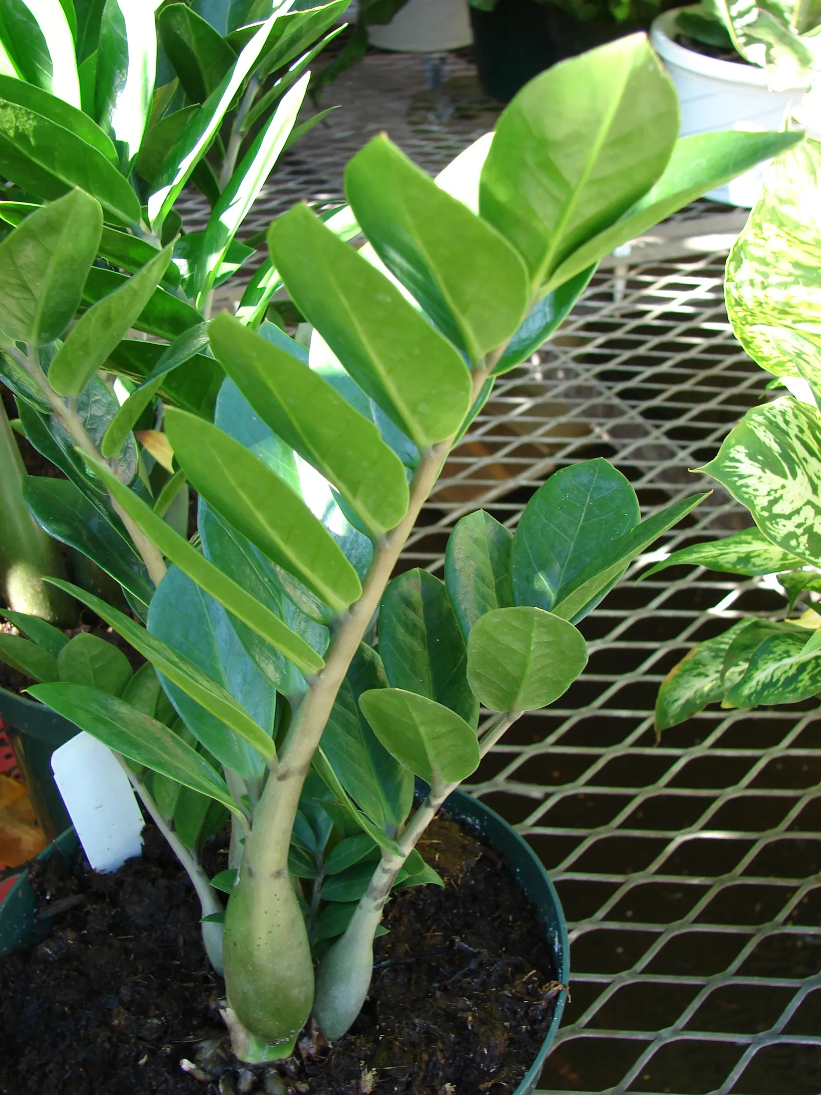 Zee Zee Plant (Zamioculcas Zamiifolia) — palm for full or half
