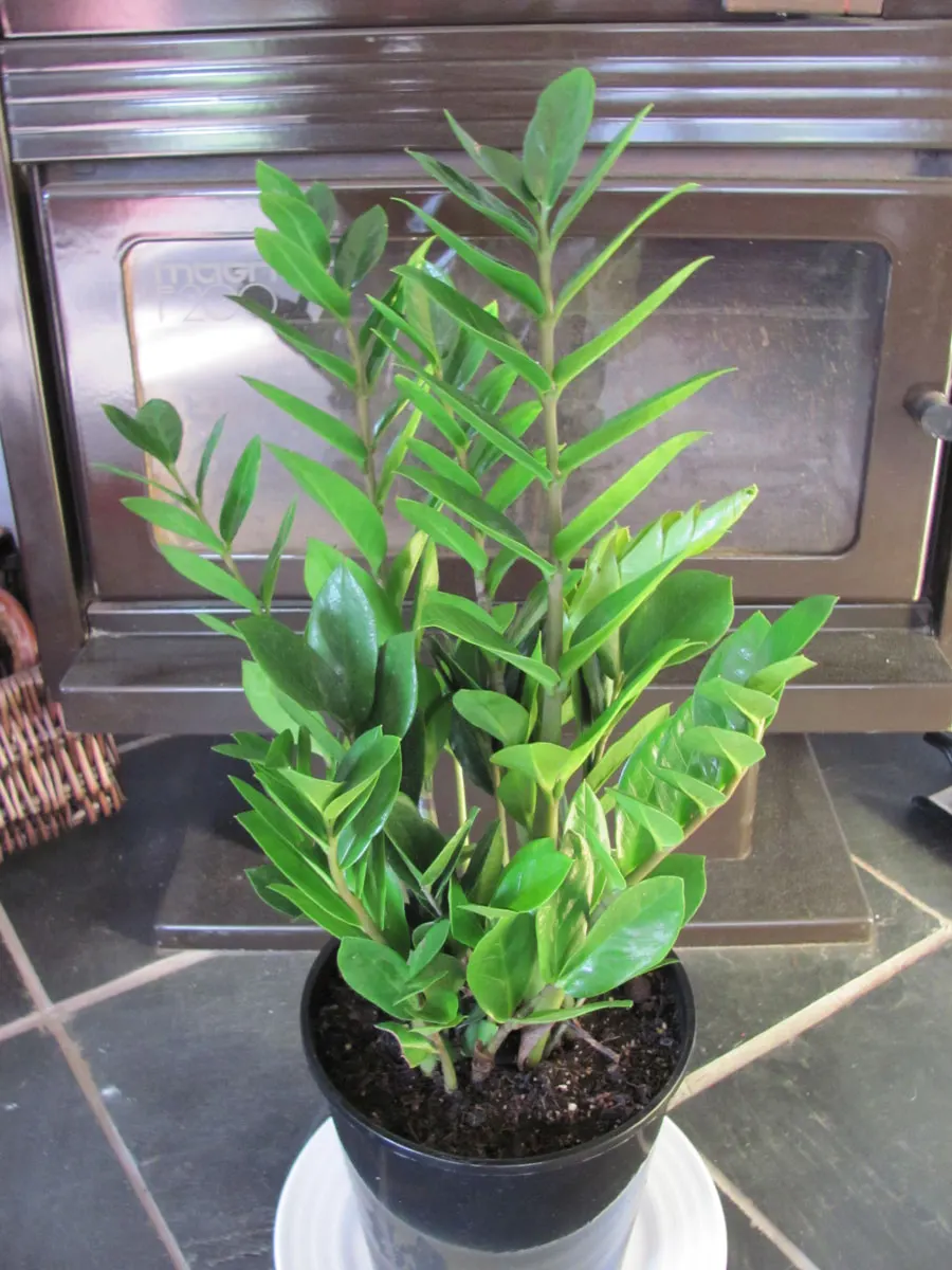 Zee Zee Plant (Zamioculcas Zamiifolia) — allowing the plant to withstand periods of drought; dark green leaves that gracefully emerge from its, image 66