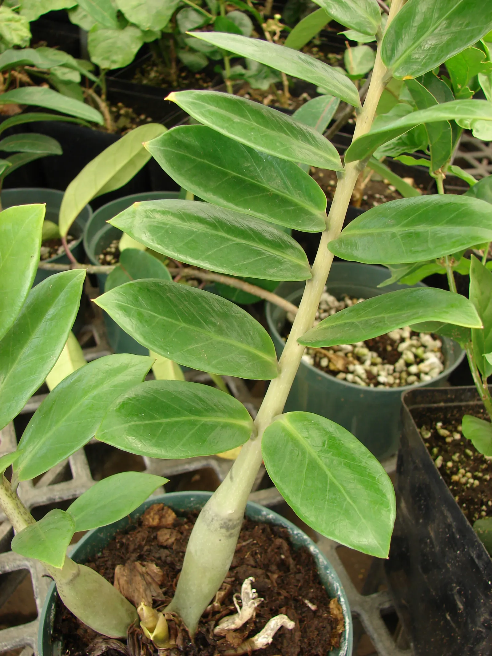 Zee Zee Plant (Zamioculcas Zamiifolia) — the ZZ Plant is particularly well-suited to indoor environments where natural light may be inconsistent
