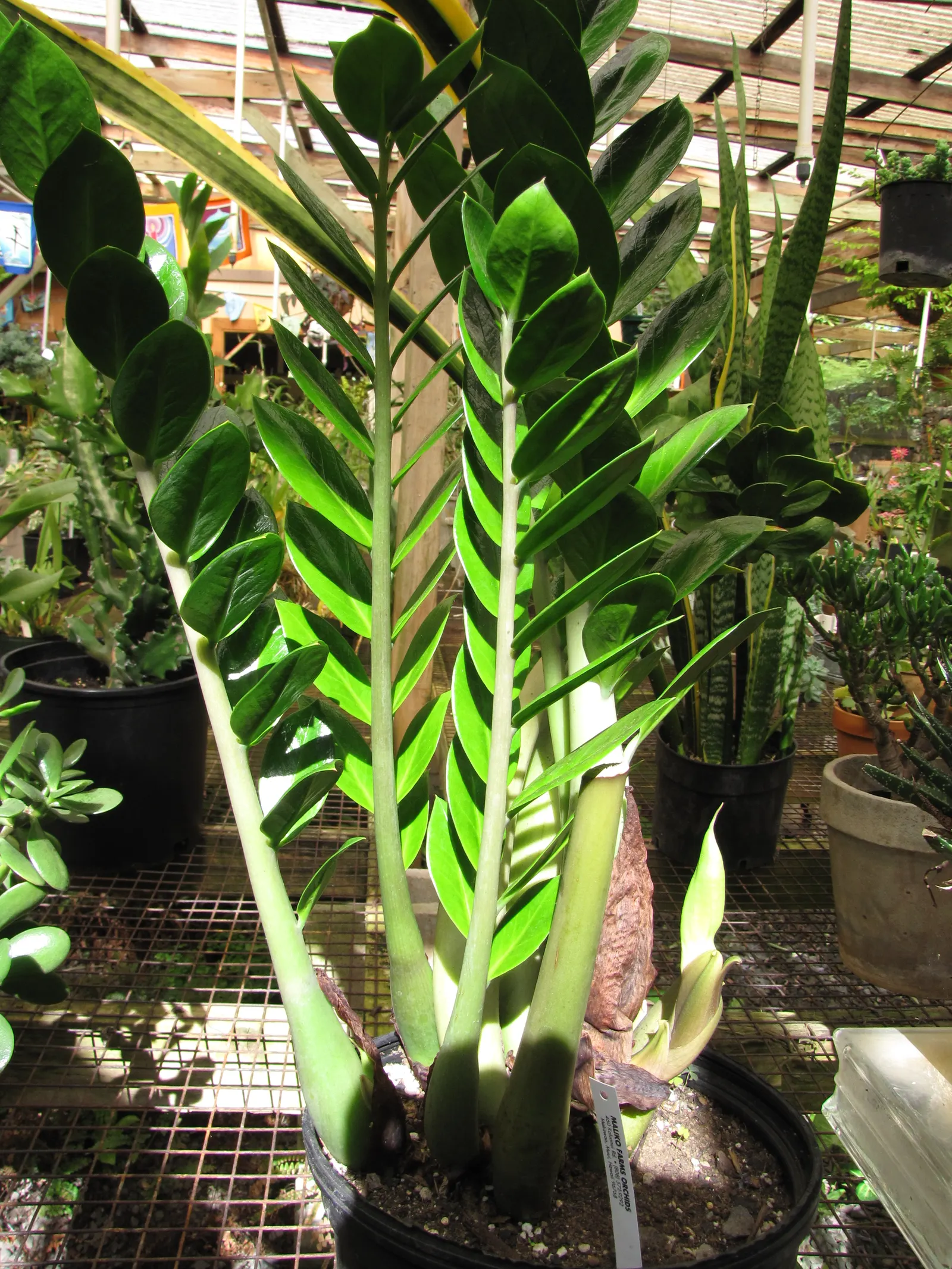 Zee Zee Plant (Zamioculcas Zamiifolia) — It features waxy, dark green leaves on stems that can reach up to 2-3 feet in height