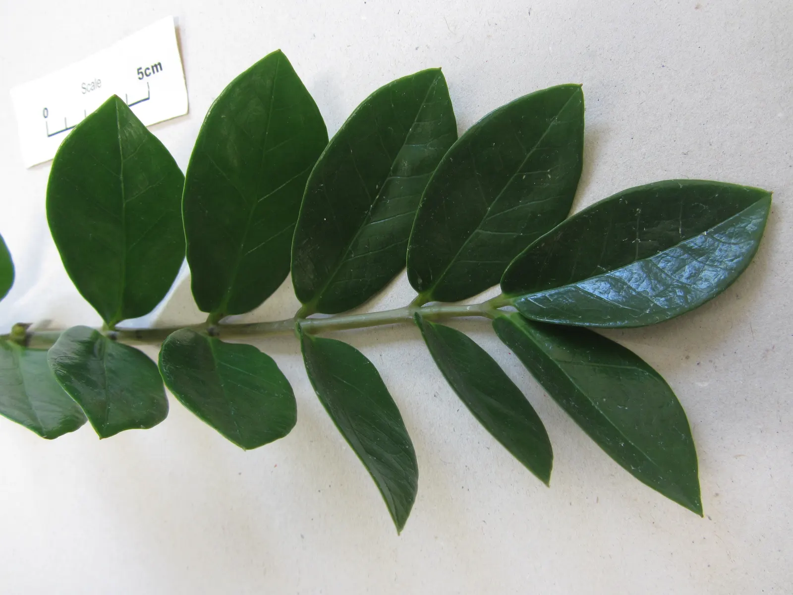 Zee Zee Plant (Zamioculcas Zamiifolia) — white flowers in the garden; the ZZ Plant boasts a collection of shiny, image 73