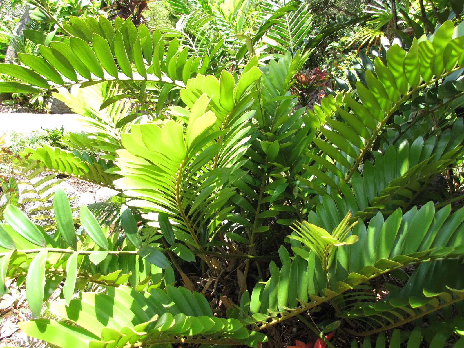 Zee Zee Plant (Zamioculcas Zamiifolia) — Plant in well-draining soil and allow the soil to dry between waterings for optimal health; originating from Eastern