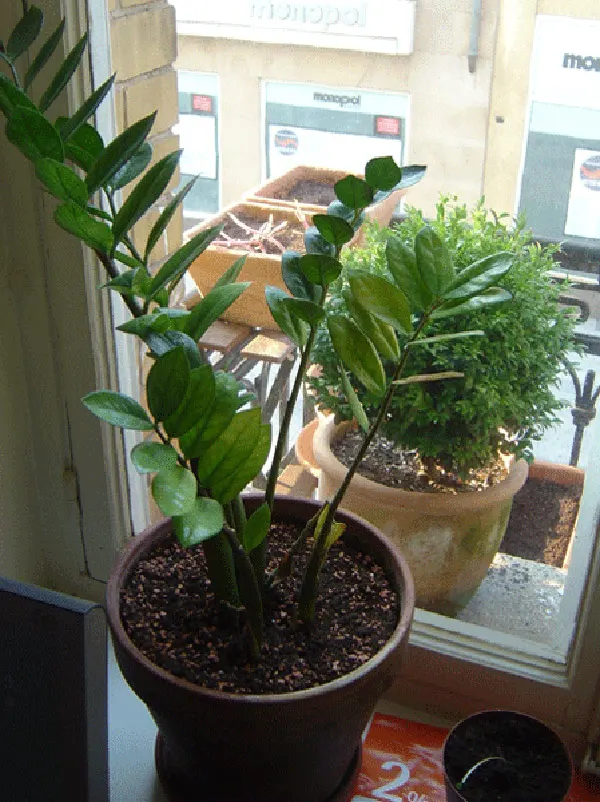 Zee Zee Plant (Zamioculcas Zamiifolia) — as the plant is more susceptible to overwatering than underwatering.<br><br>With its ease of care