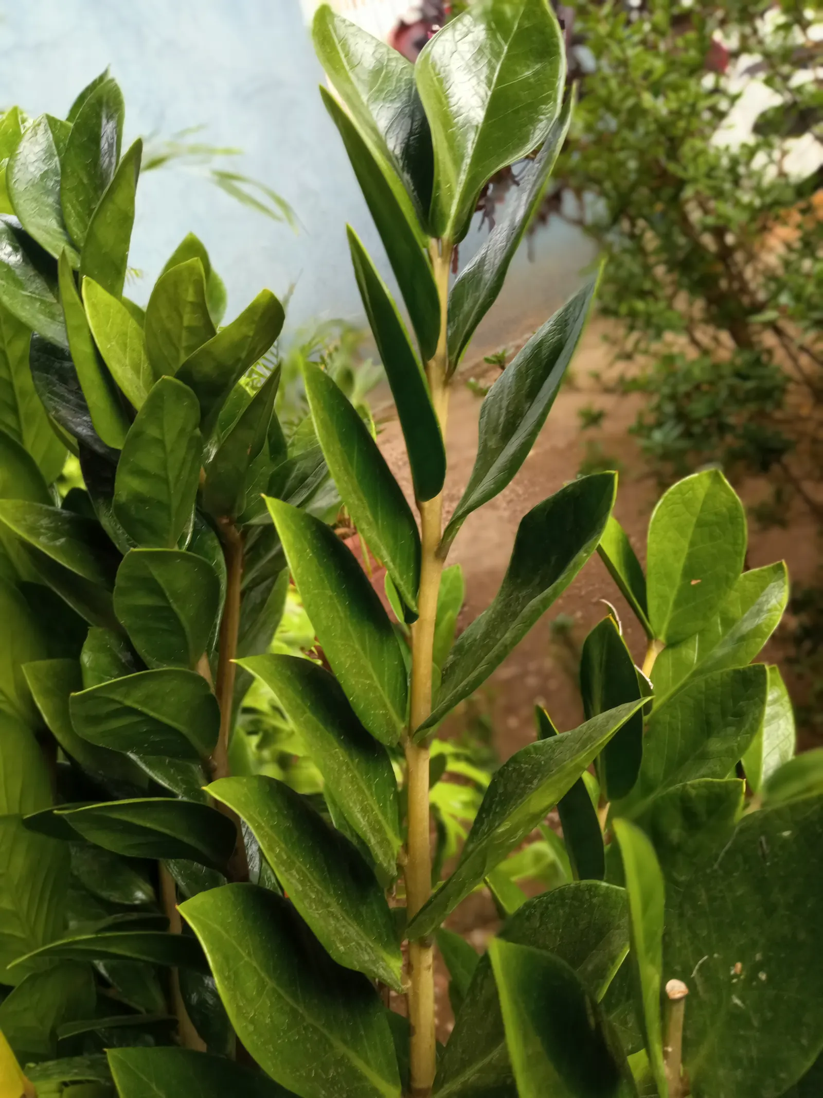 Zee Zee Plant (Zamioculcas Zamiifolia) — commonly known as the ZZ Plant; reaching an ultimate height of approximately 2 to 3 feet with a similar, image 56