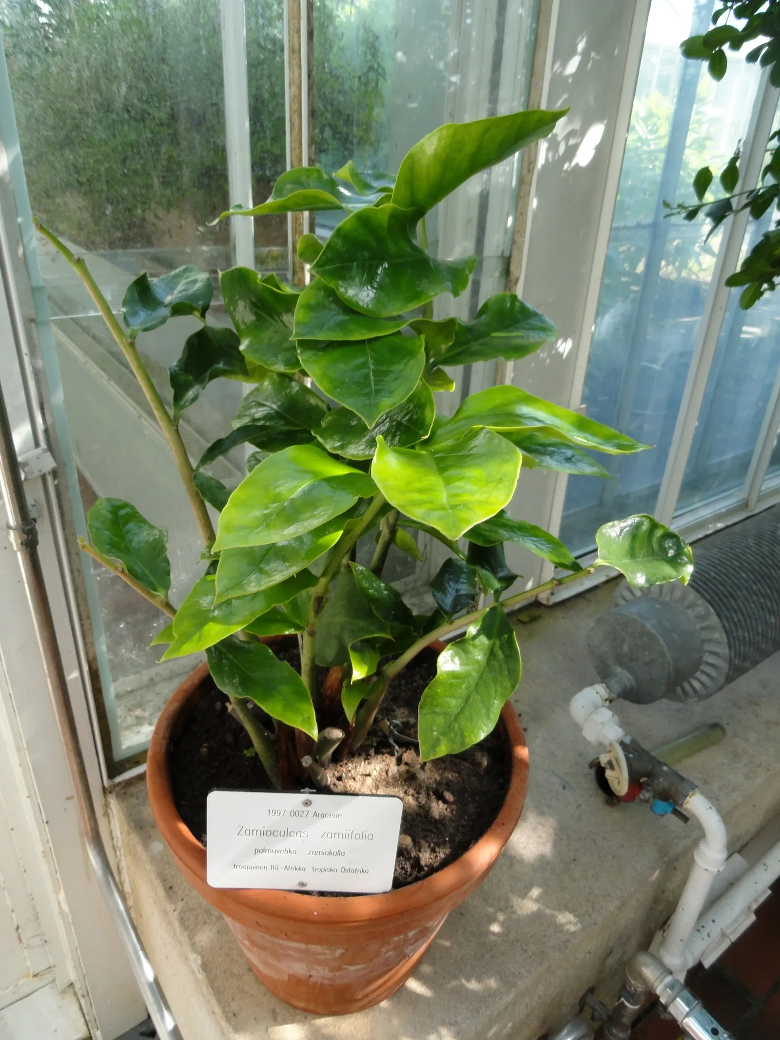 Zee Zee Plant (Zamioculcas Zamiifolia) — making it ideal for even the most forgetful caretakers; allowing the plant to withstand periods of drought