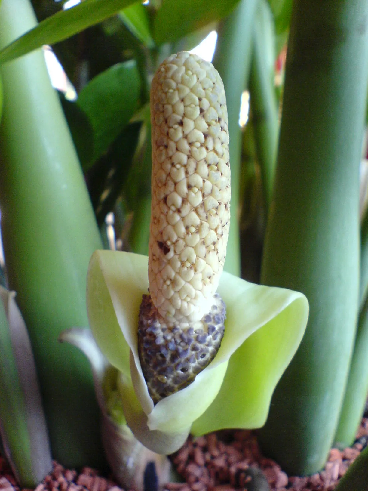 Zee Zee Plant (Zamioculcas Zamiifolia) — commonly known as the ZZ Plant